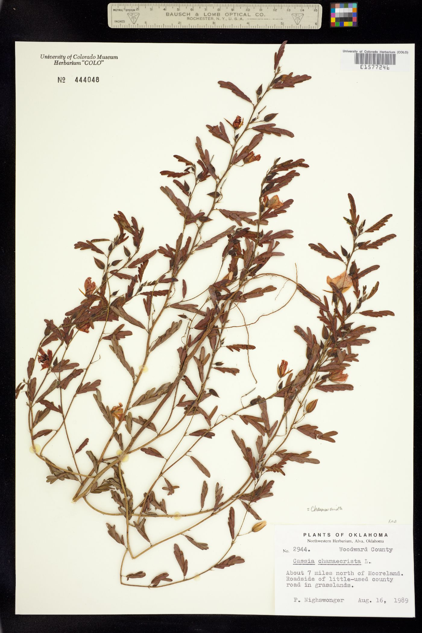 Chamaecrista fasciculata image