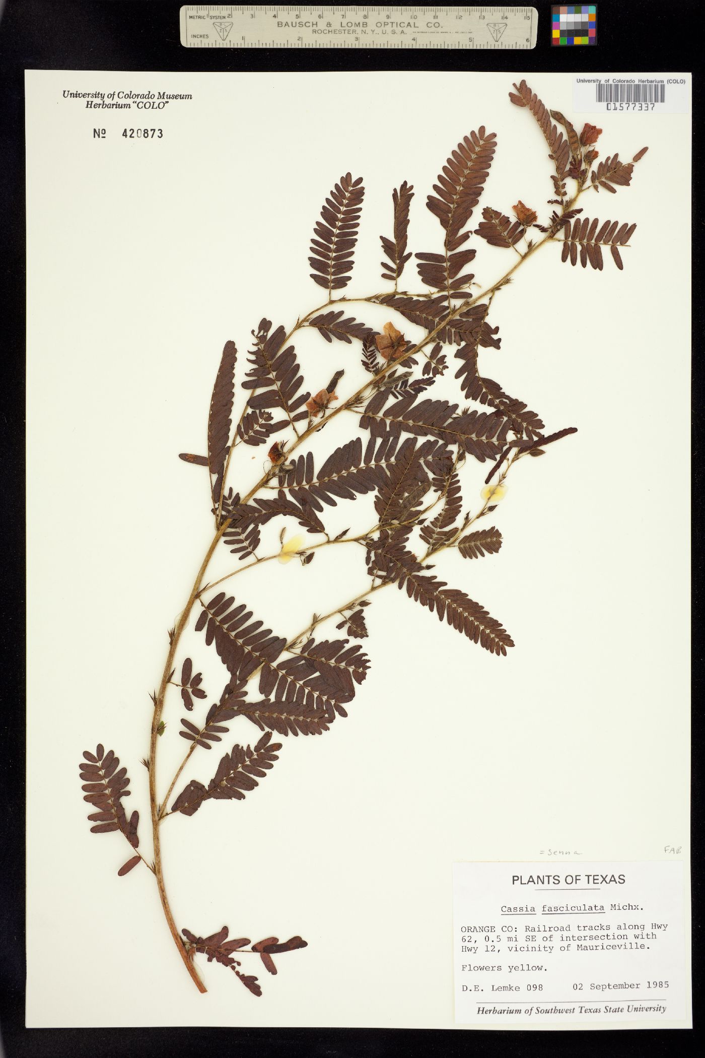 Chamaecrista fasciculata image