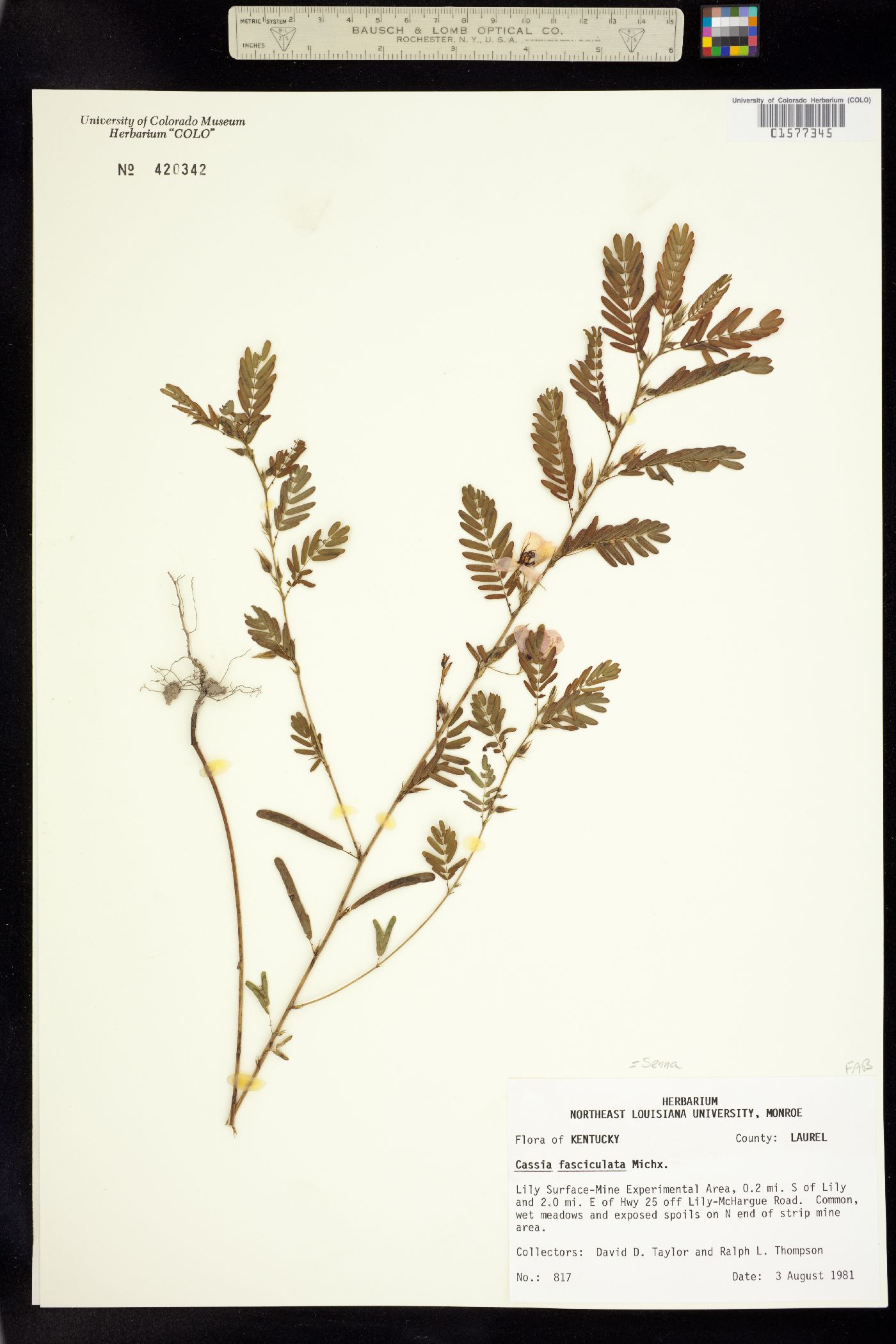 Chamaecrista fasciculata image