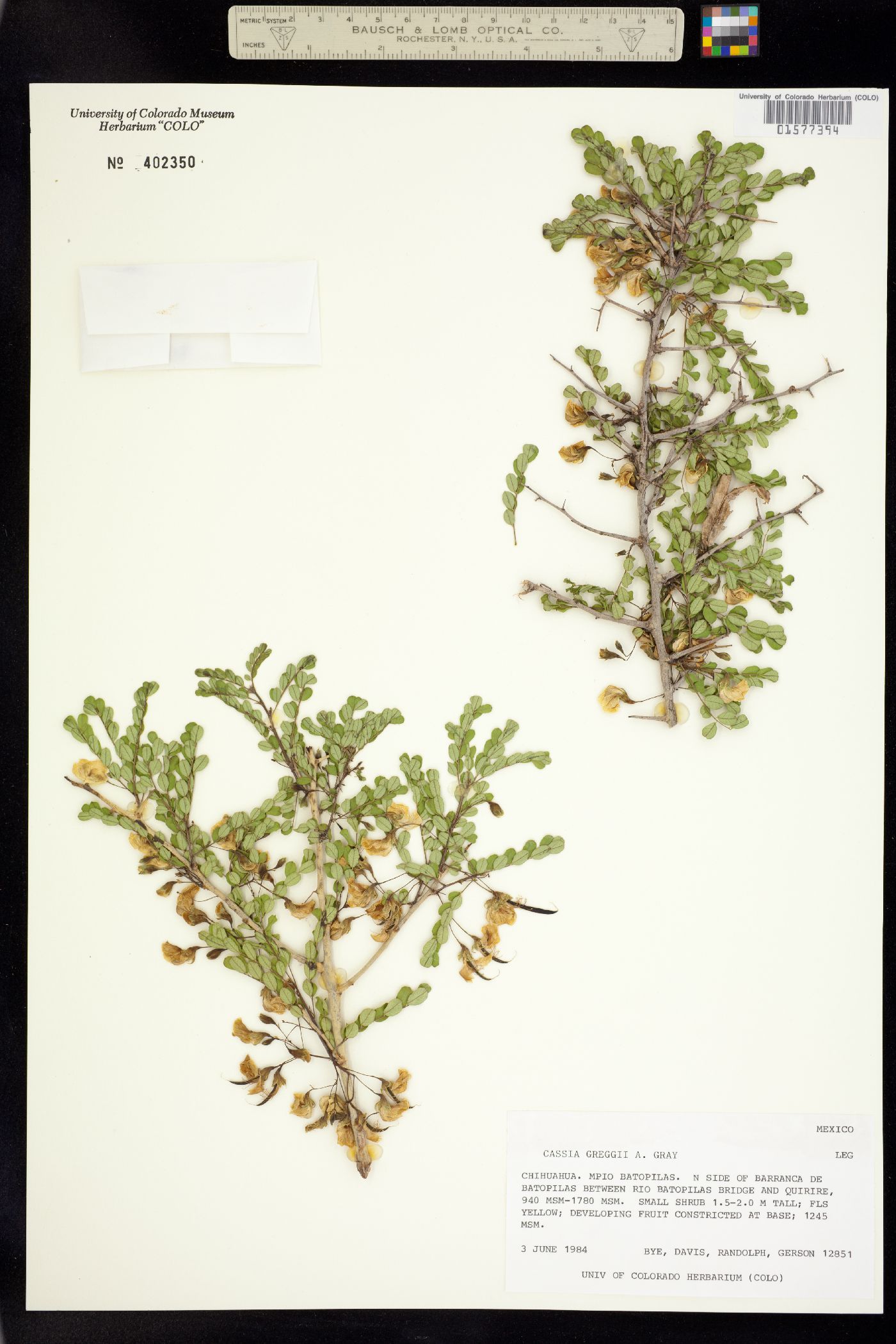 Chamaecrista greggii image