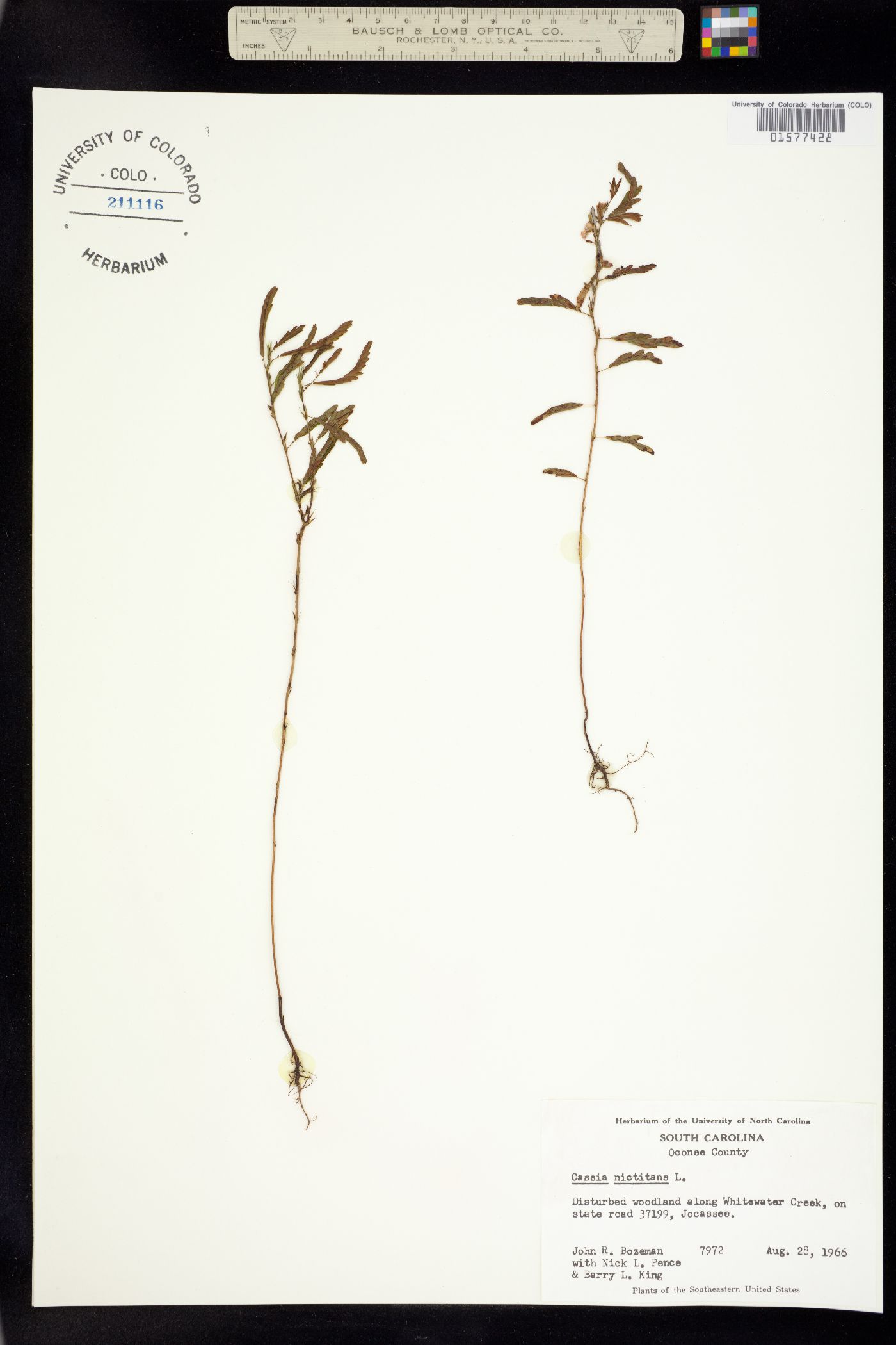 Chamaecrista nictitans image