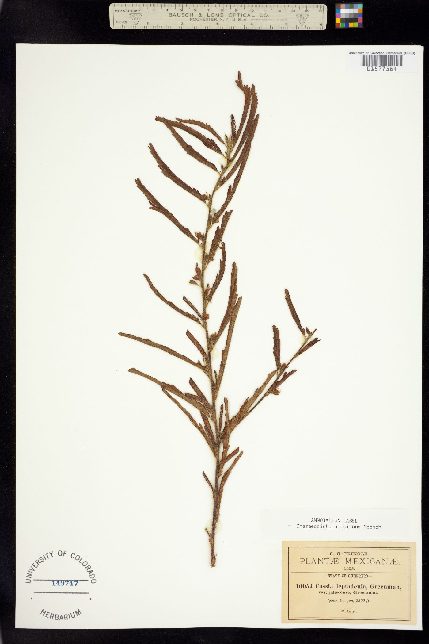 Chamaecrista nictitans image