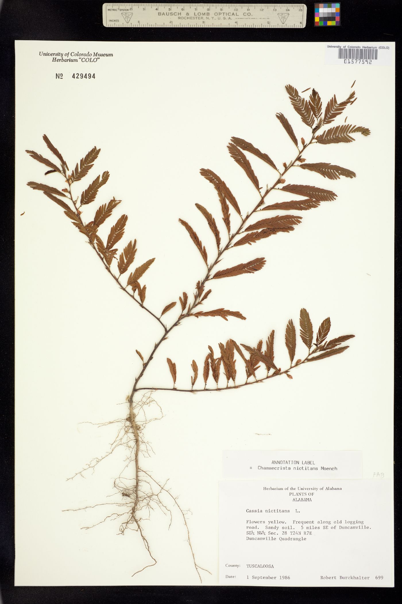 Chamaecrista nictitans image