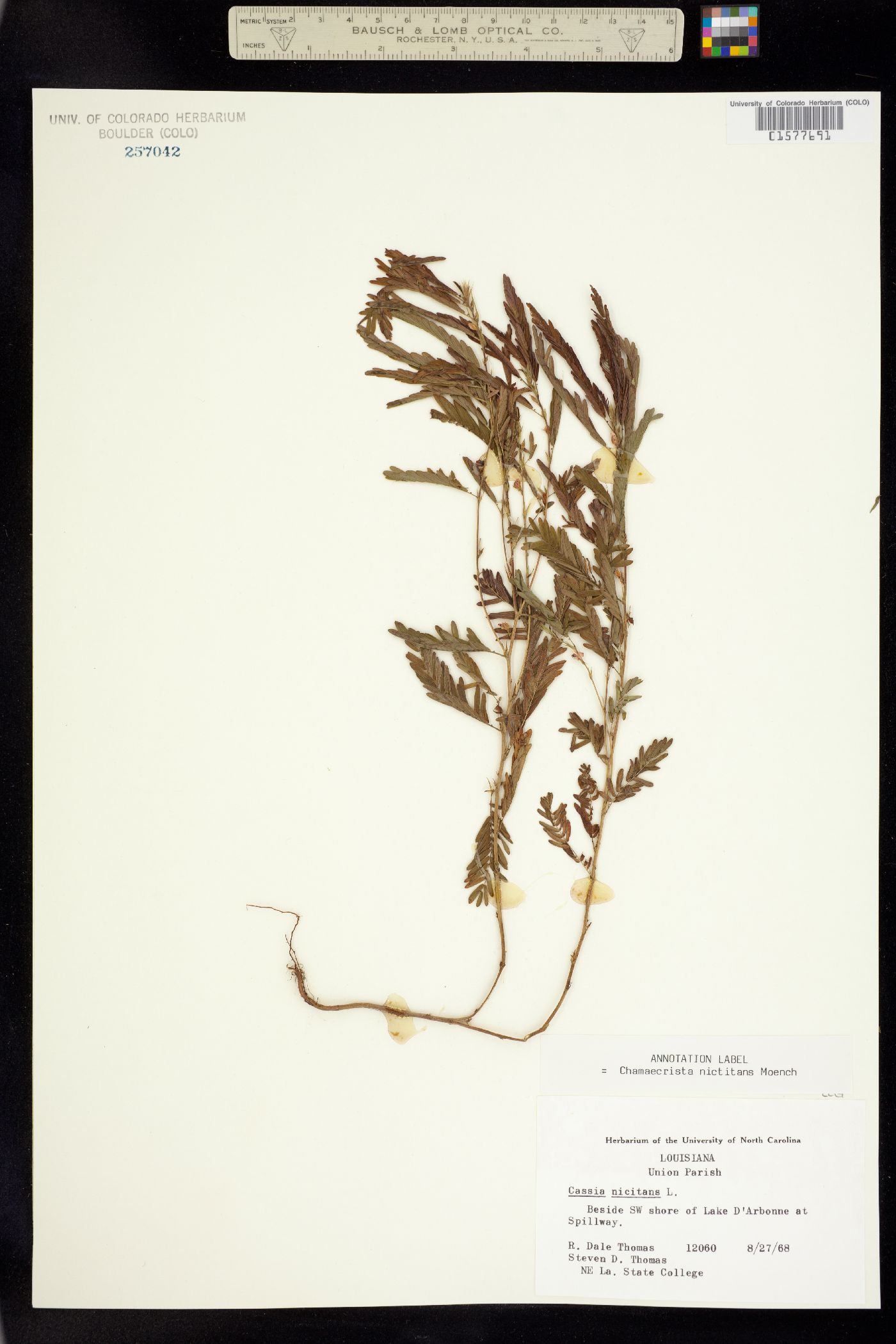 Chamaecrista nictitans image