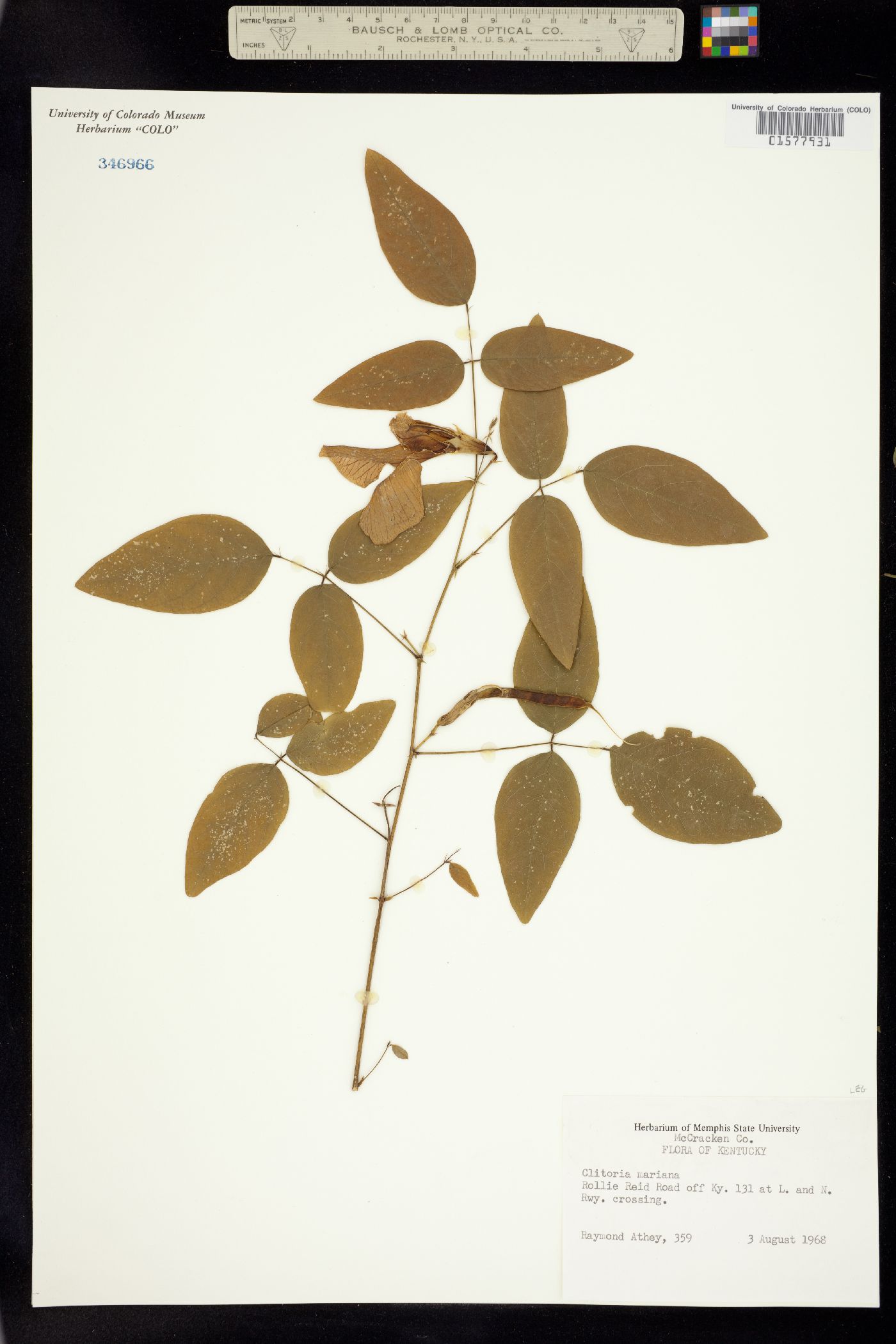 Clitoria mariana image