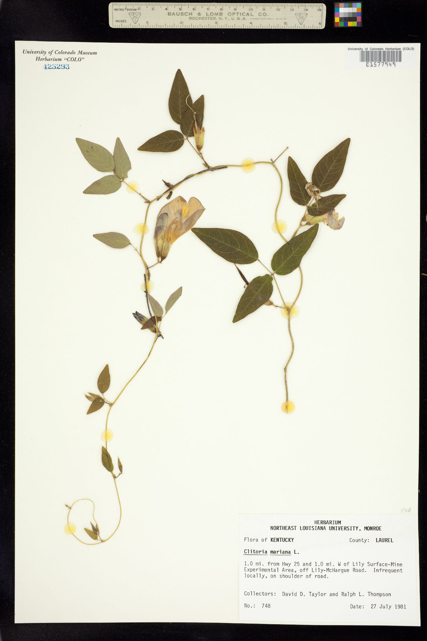 Clitoria mariana image
