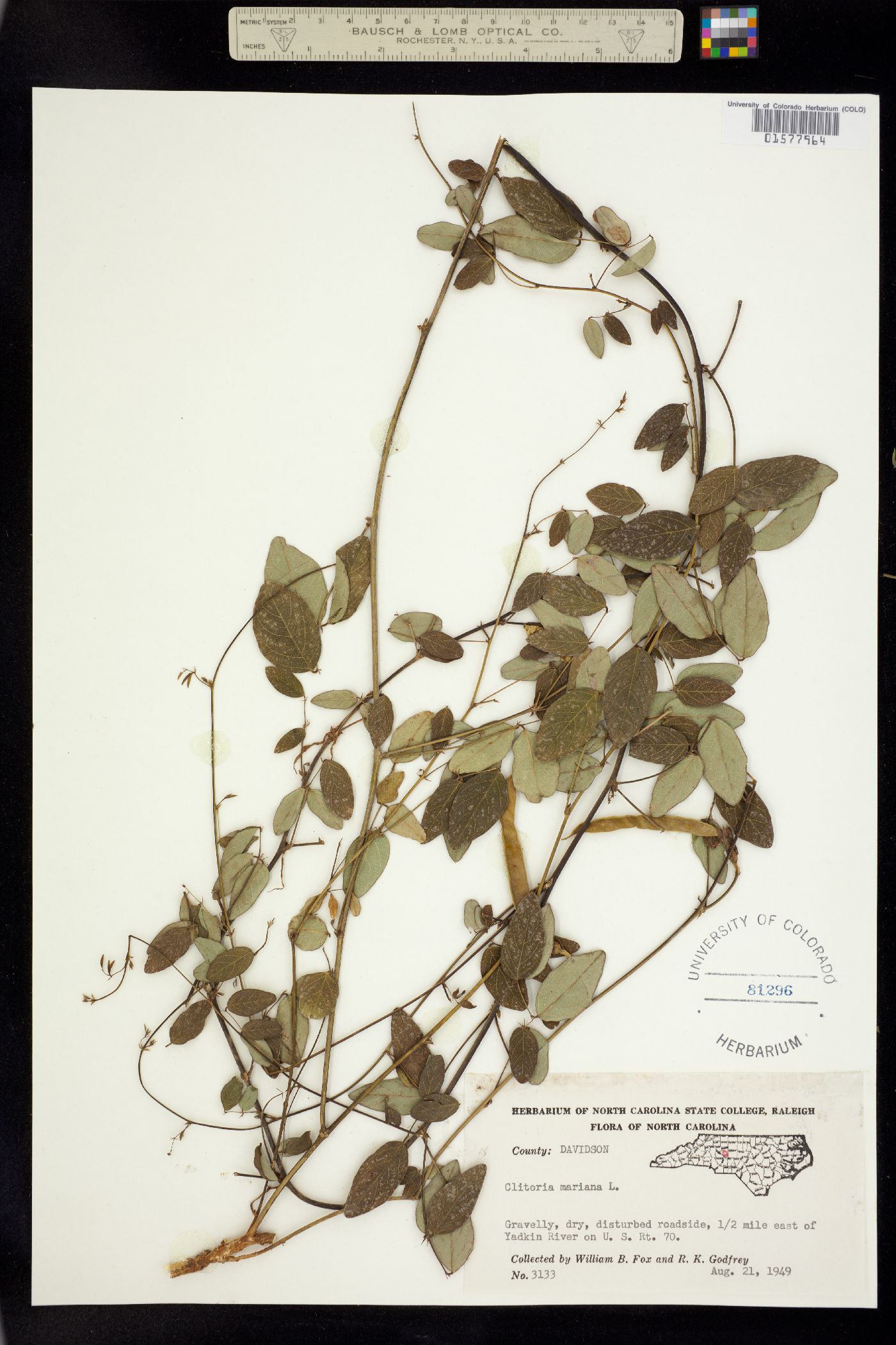 Clitoria mariana image