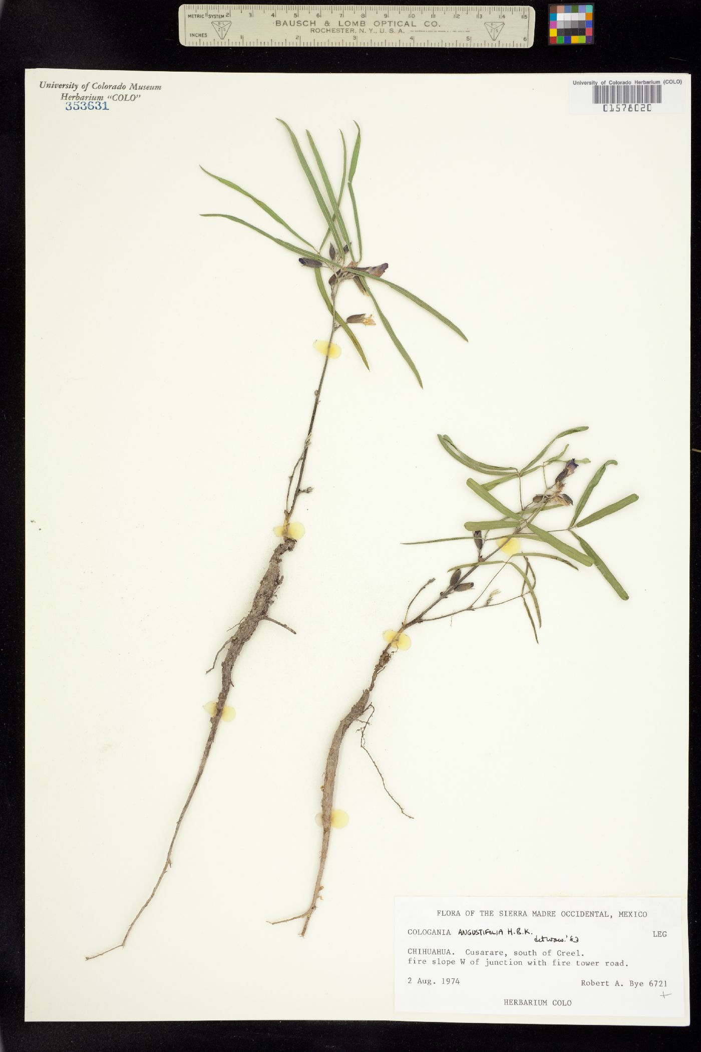 Cologania angustifolia image