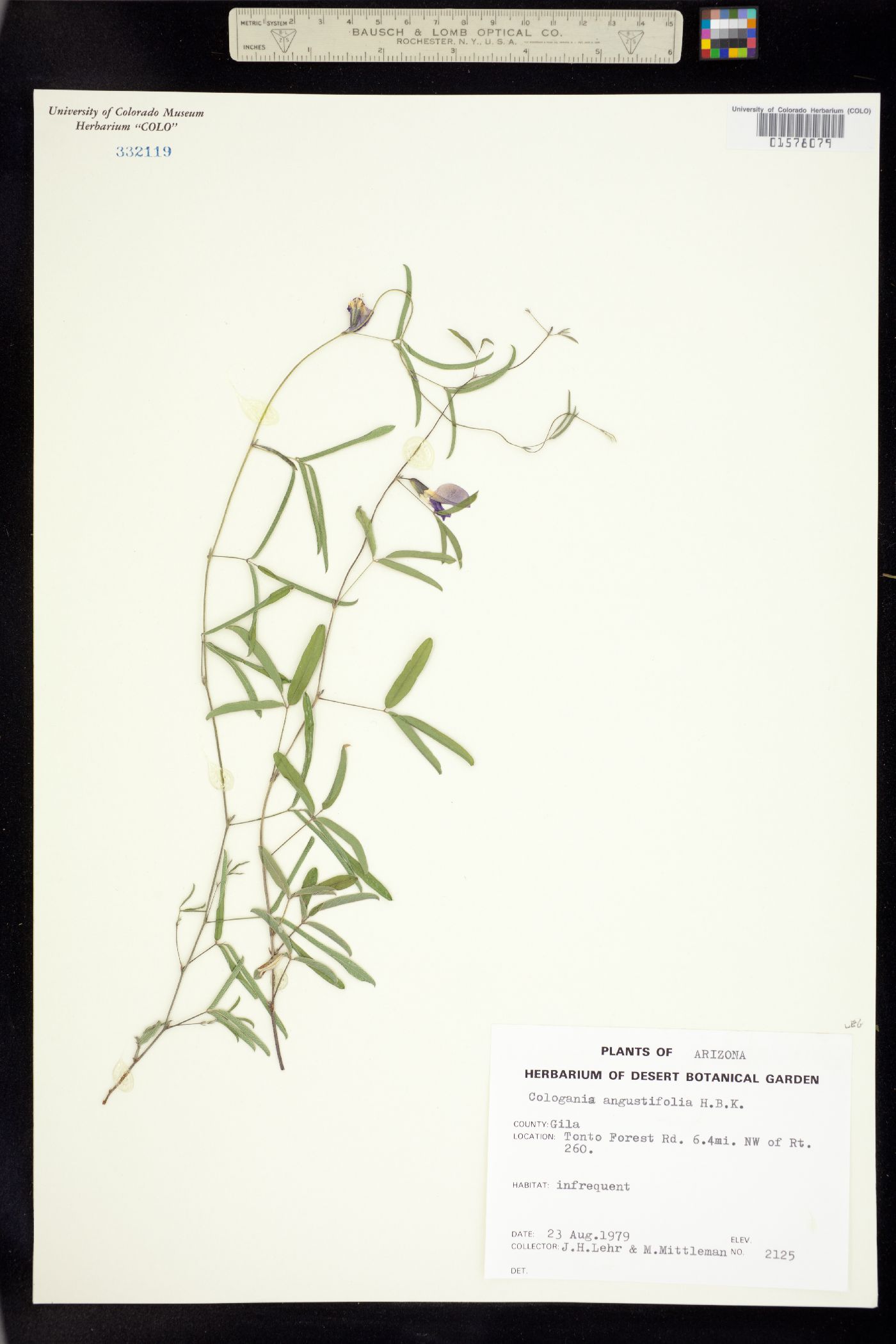 Cologania angustifolia image