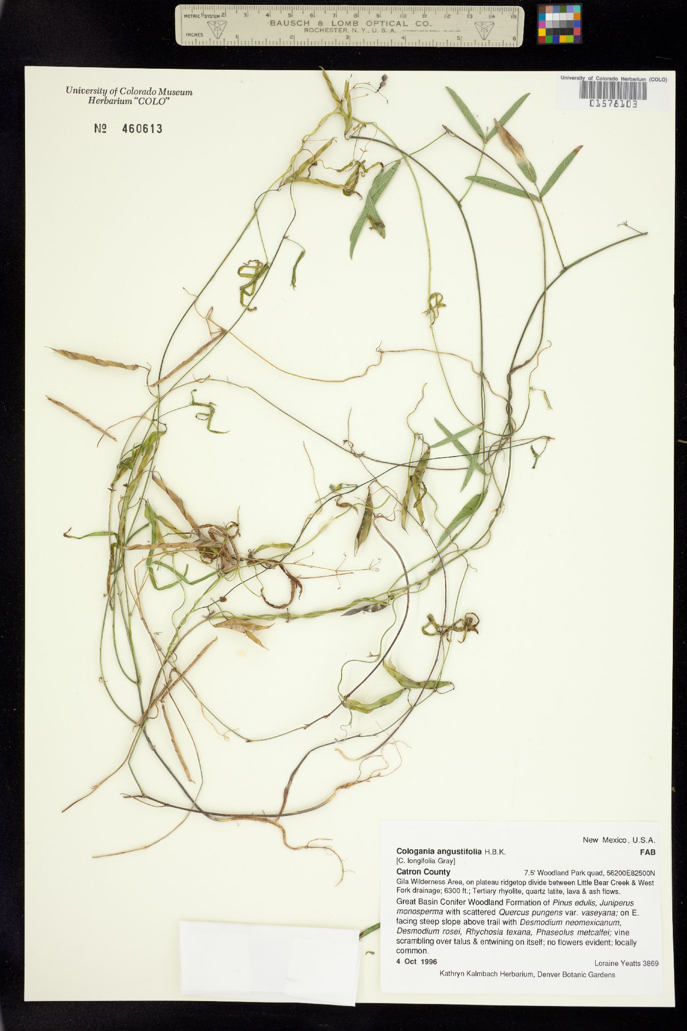 Cologania angustifolia image