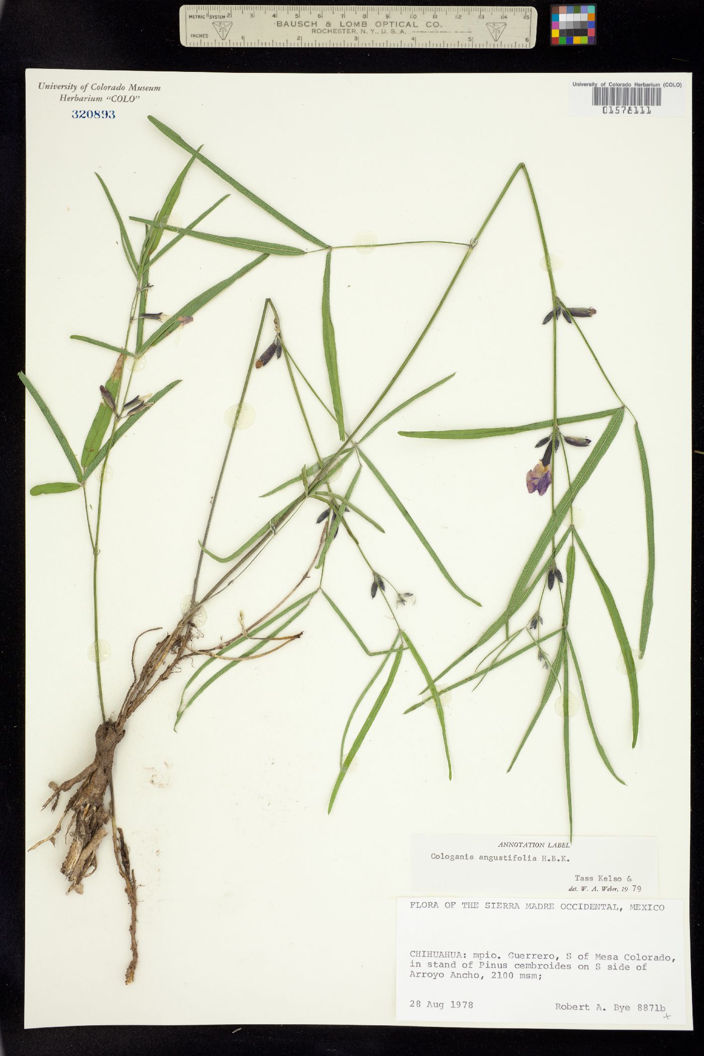 Cologania angustifolia image