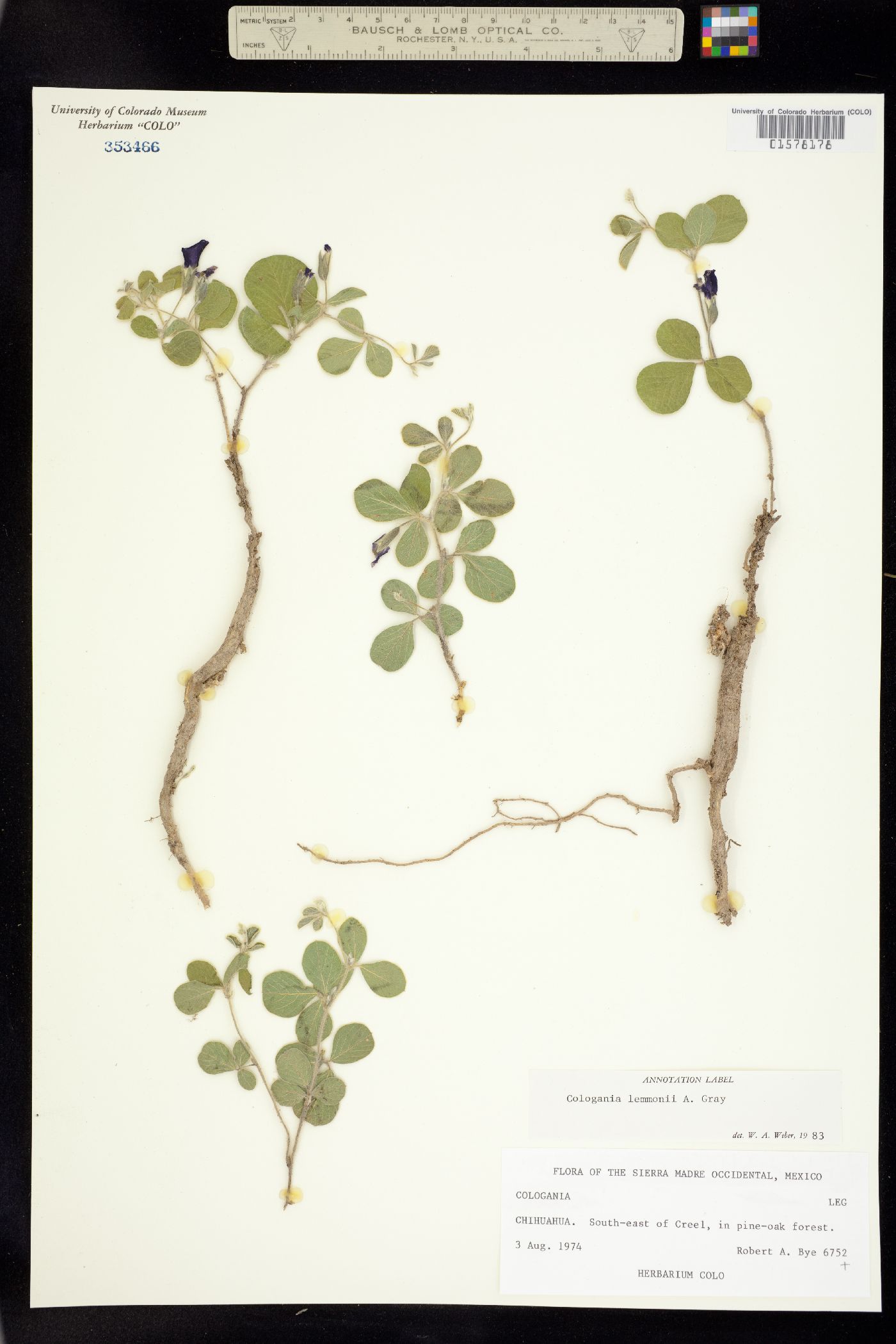 Cologania obovata image