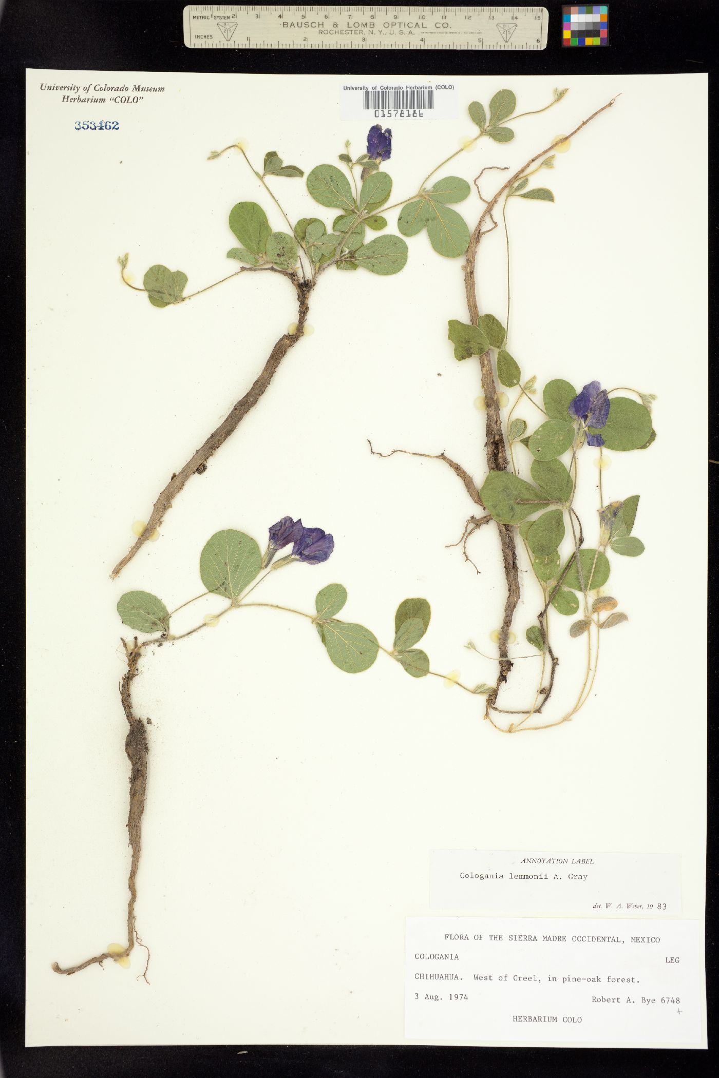 Cologania image