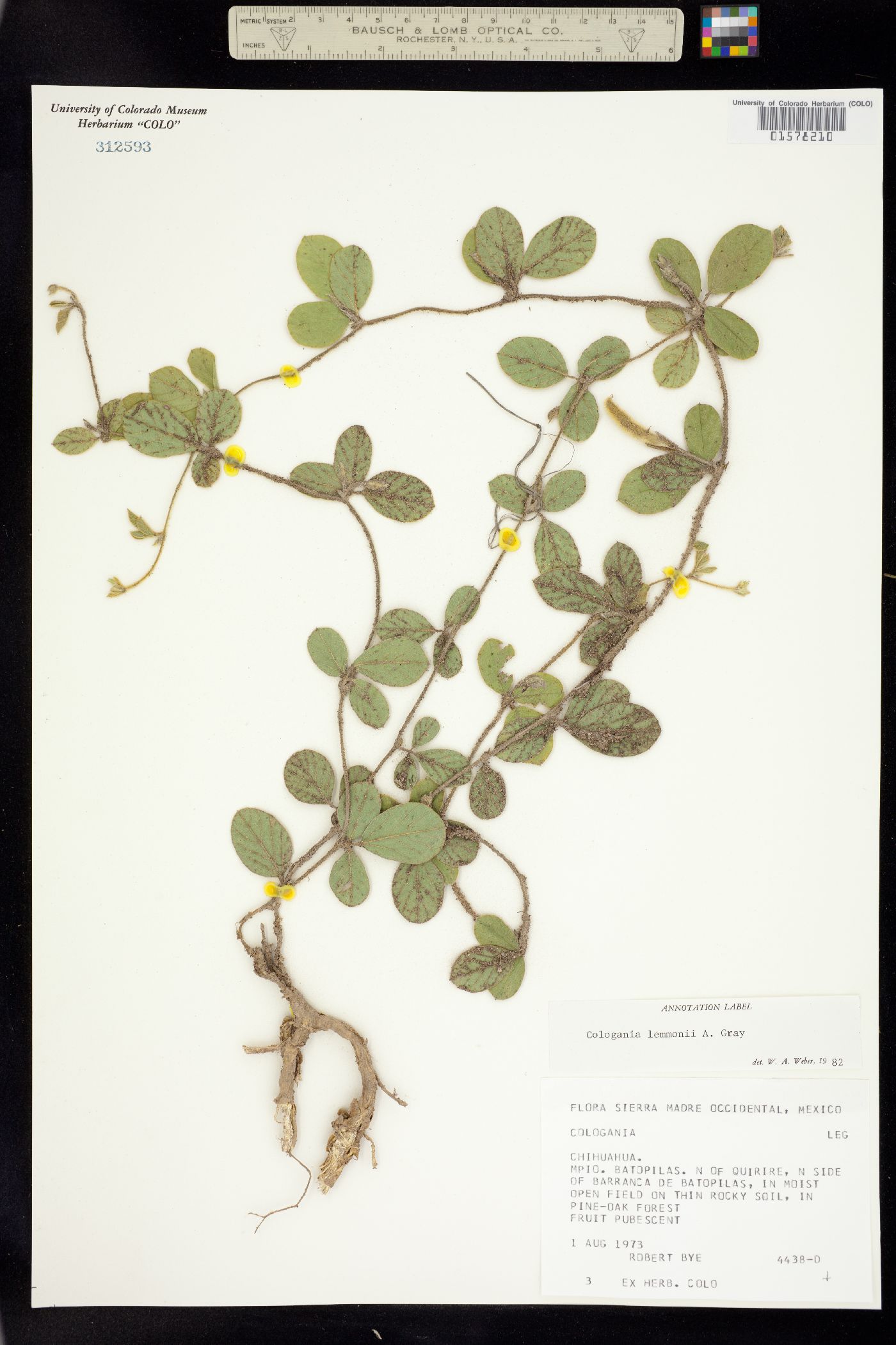 Cologania image