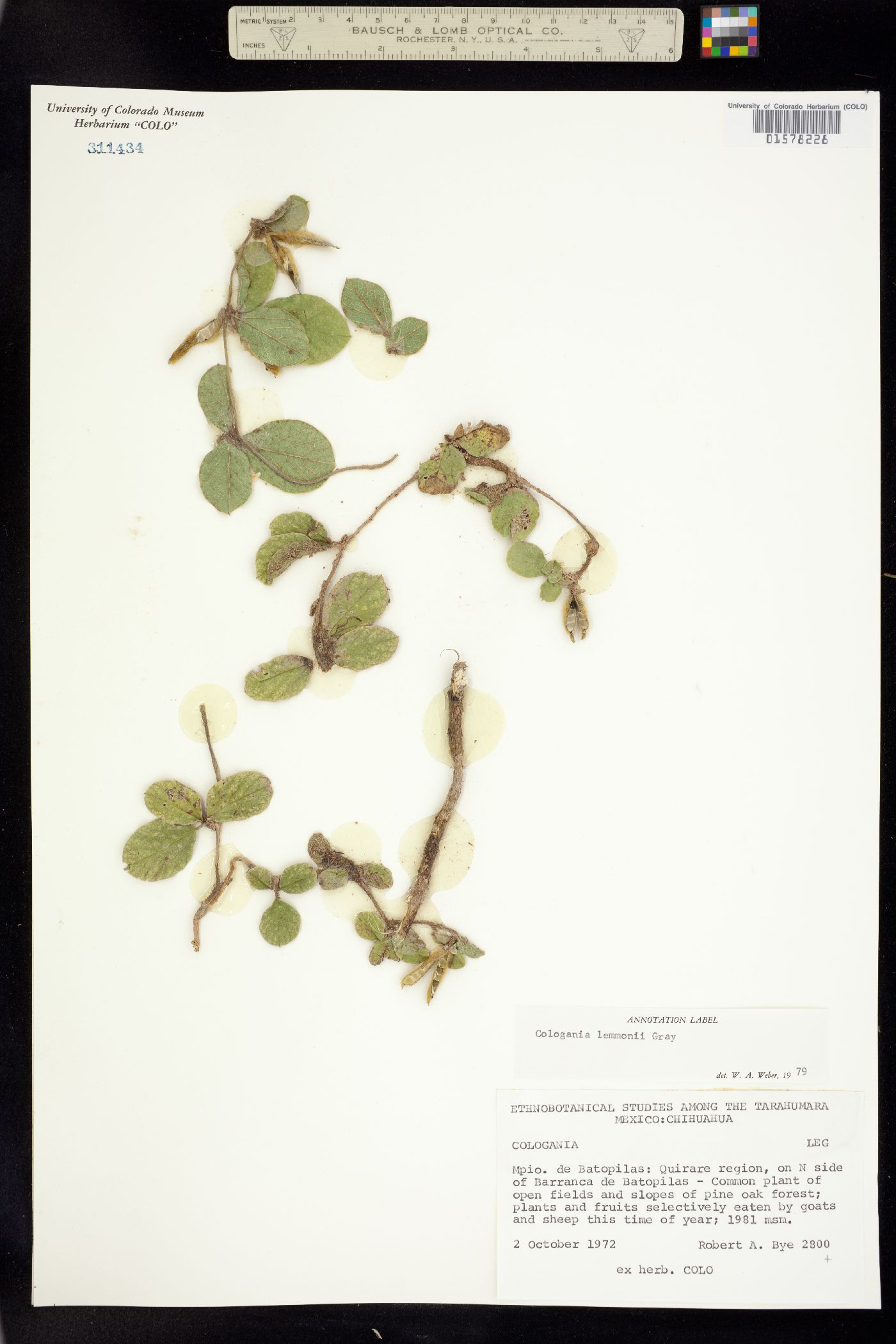 Cologania image