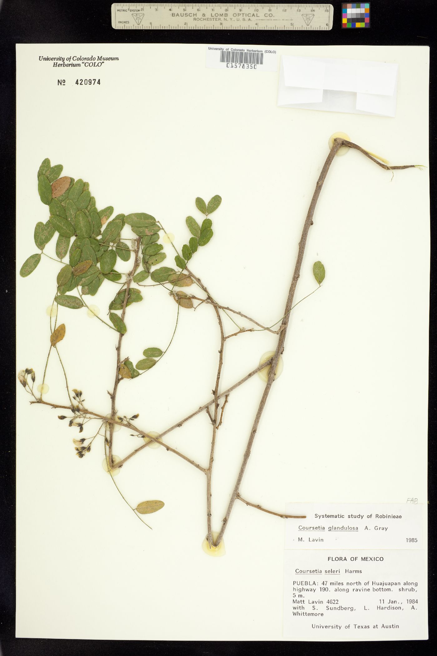 Coursetia image