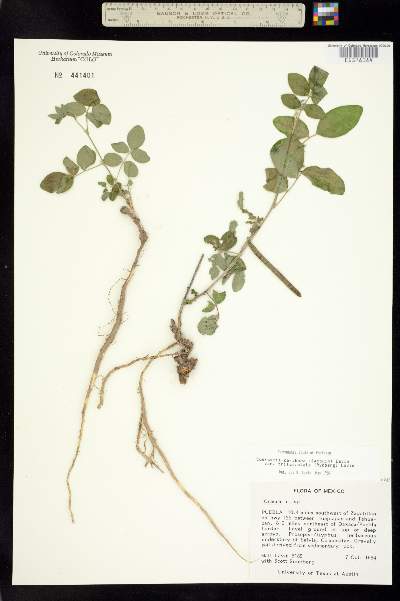 Coursetia caribaea image