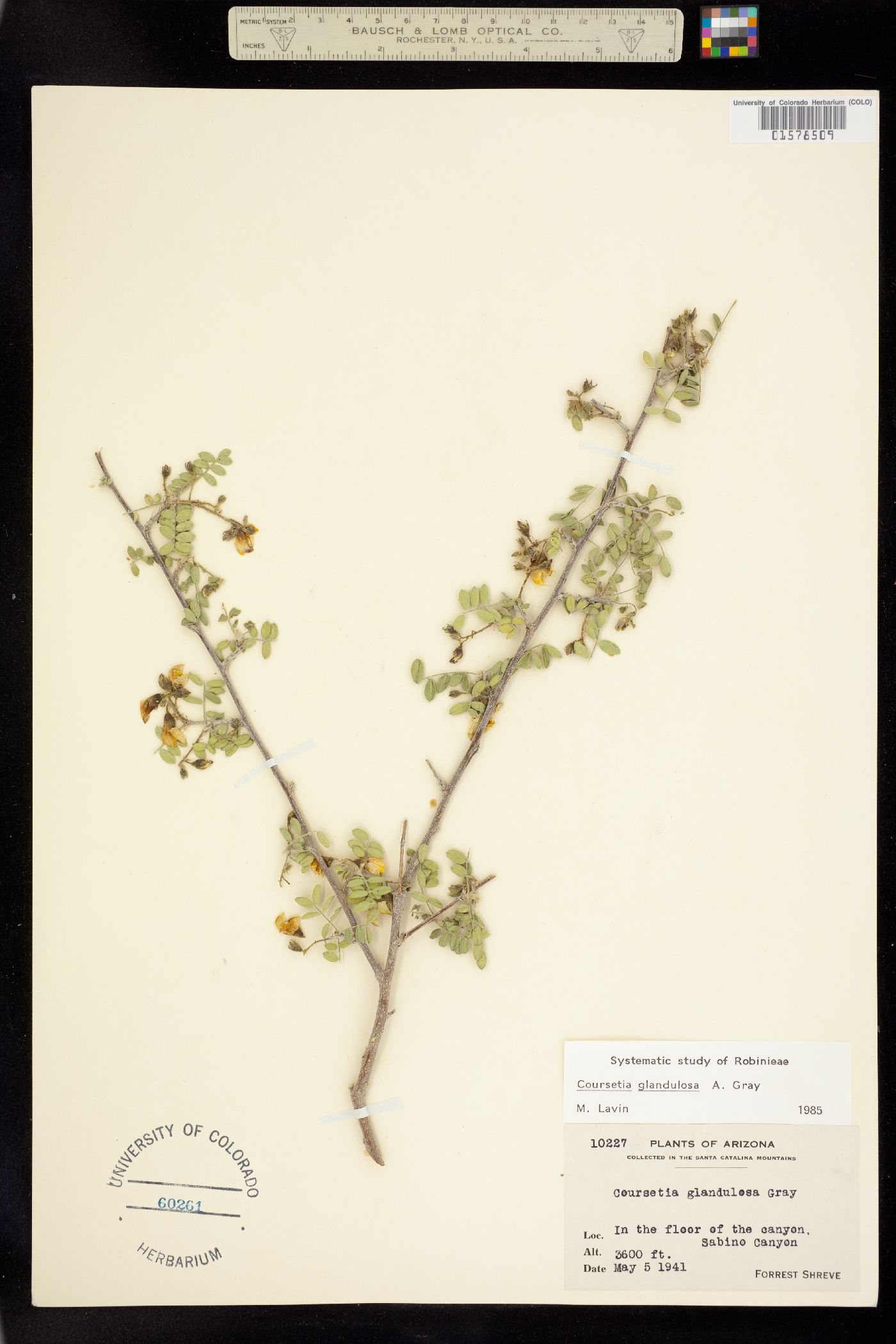 Coursetia glandulosa image