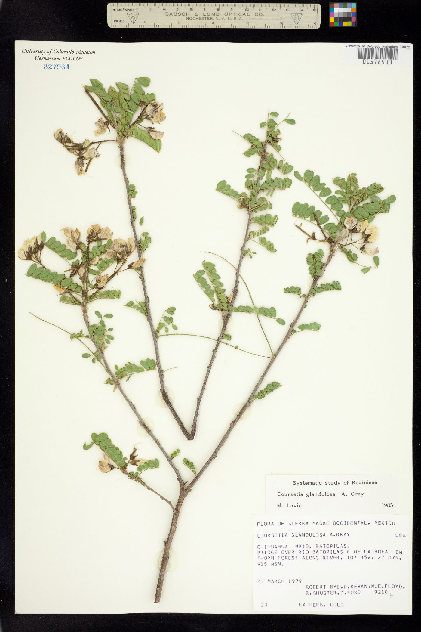 Coursetia glandulosa image