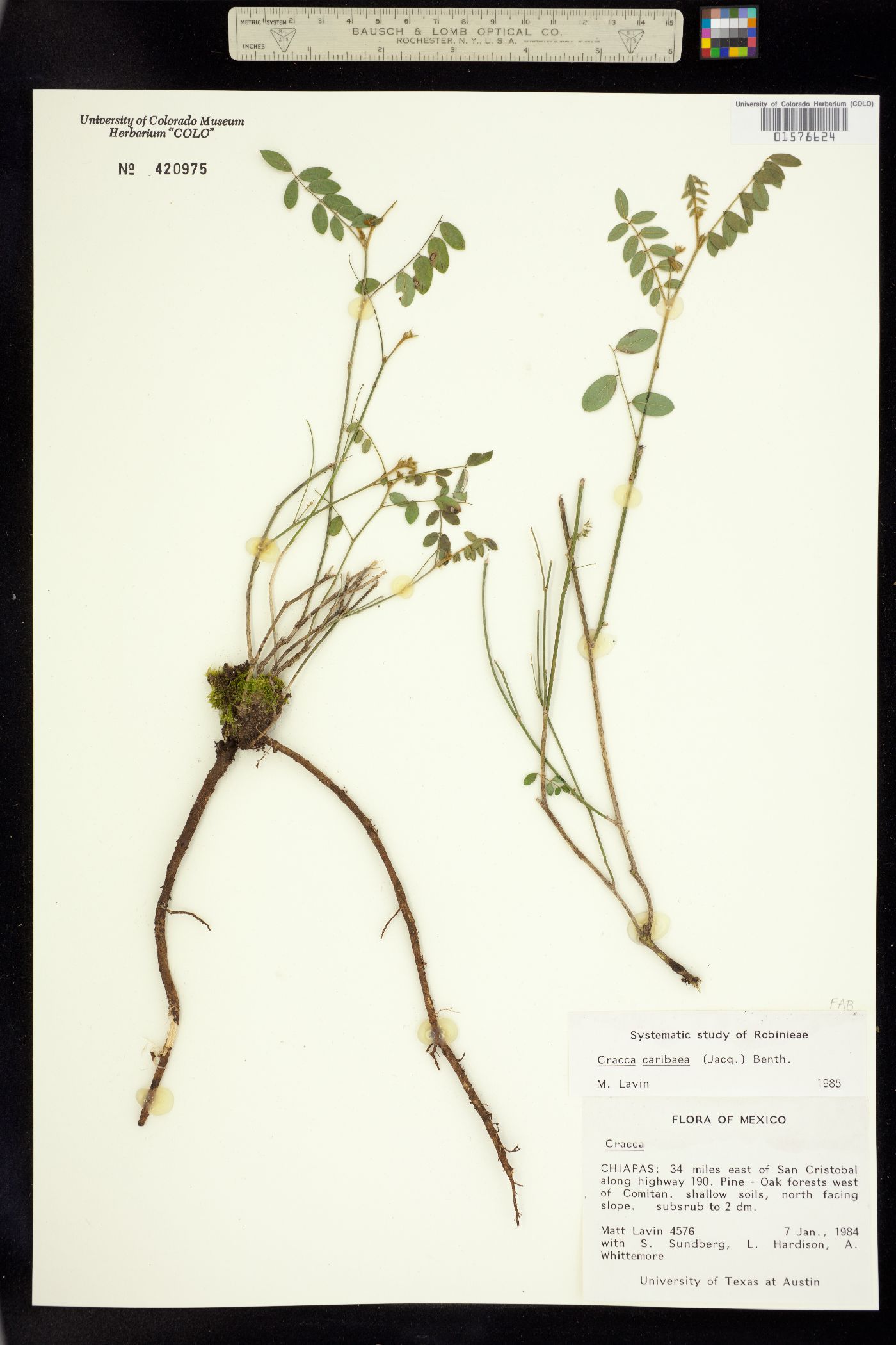 Coursetia caribaea image