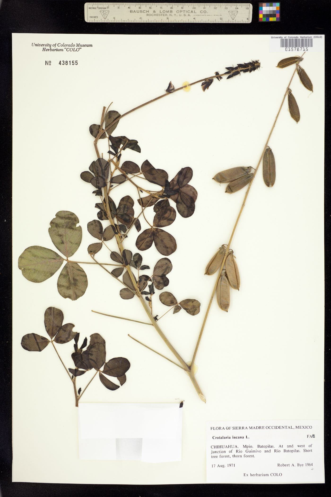 Crotalaria incana image