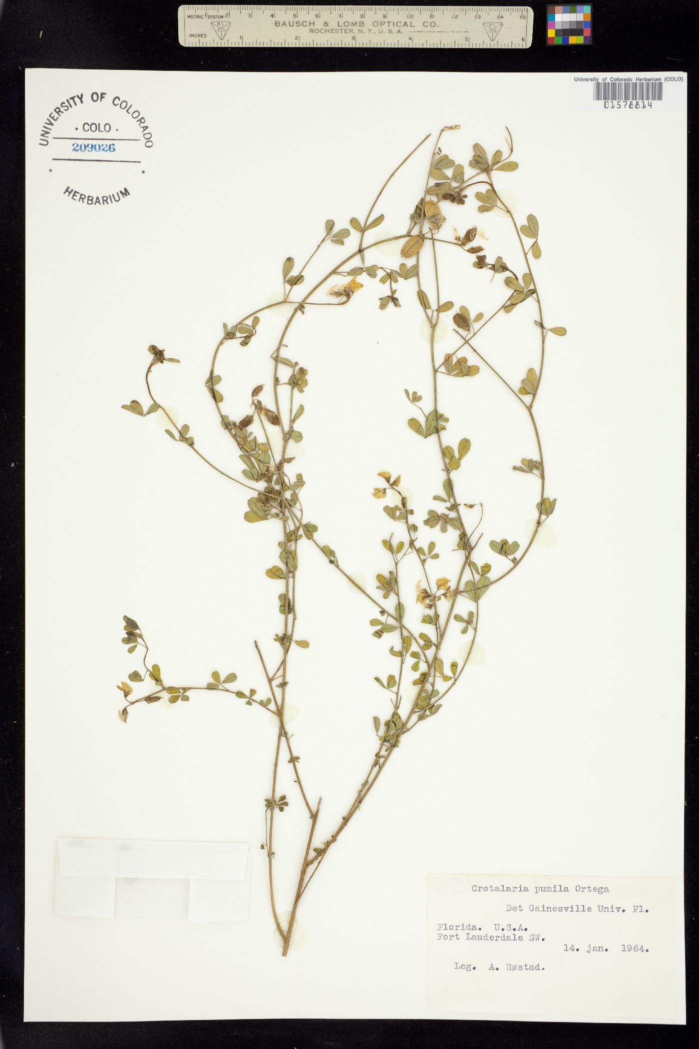 Crotalaria pumila image