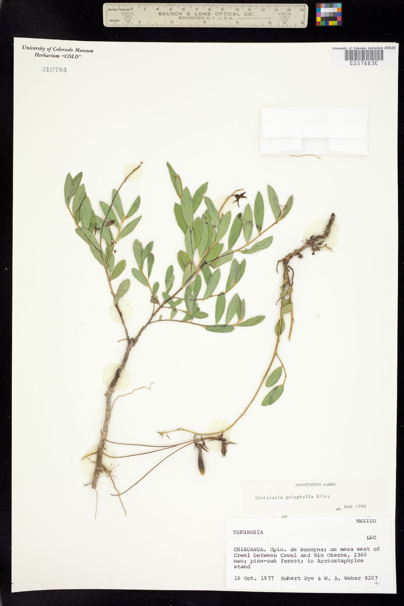 Crotalaria polyphylla image