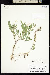Crotalaria polyphylla image