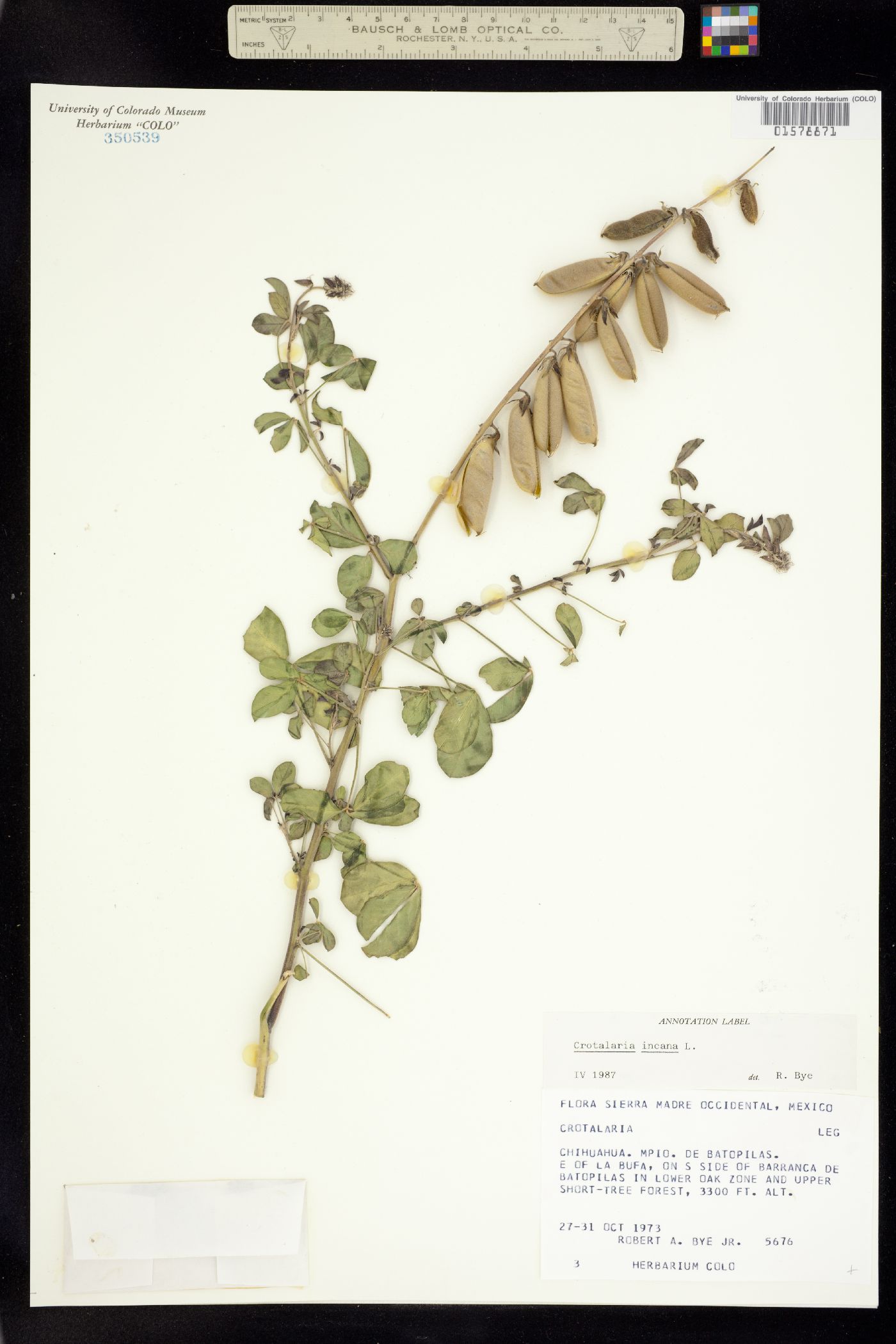 Crotalaria incana image