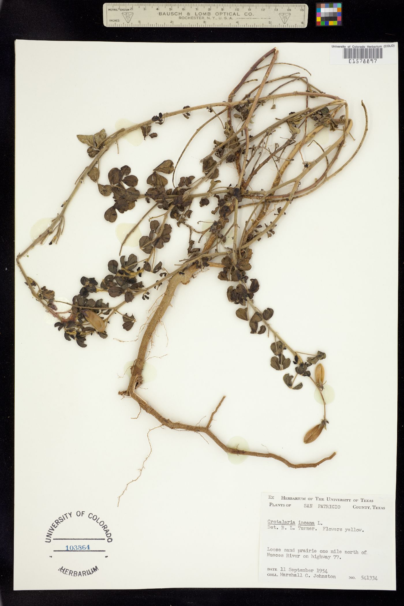 Crotalaria incana image