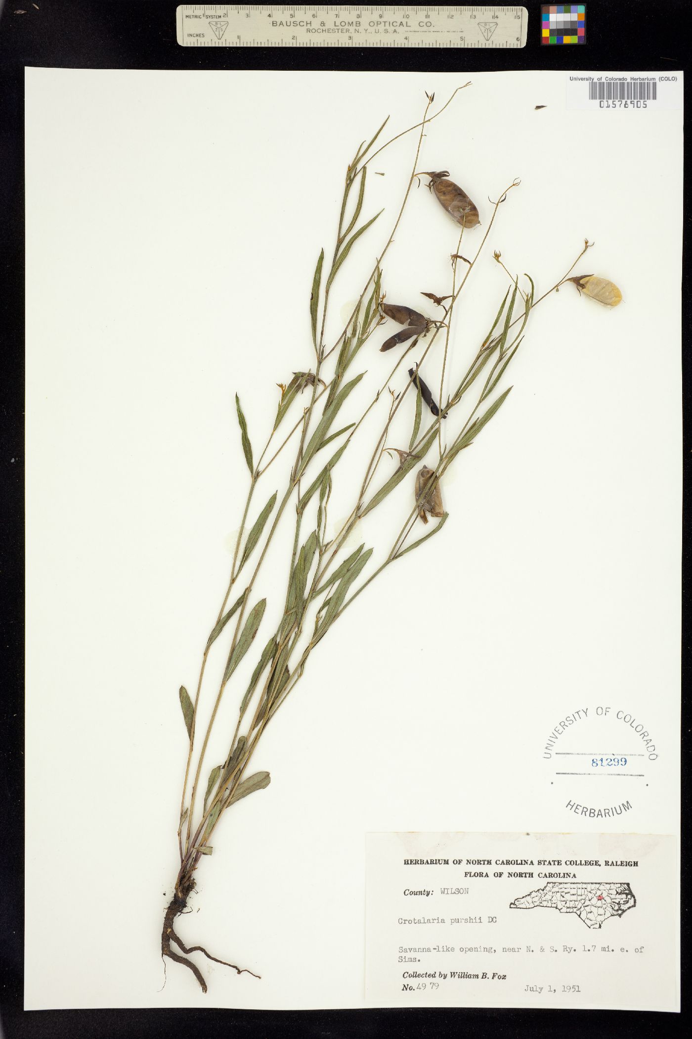 Crotalaria purshii image