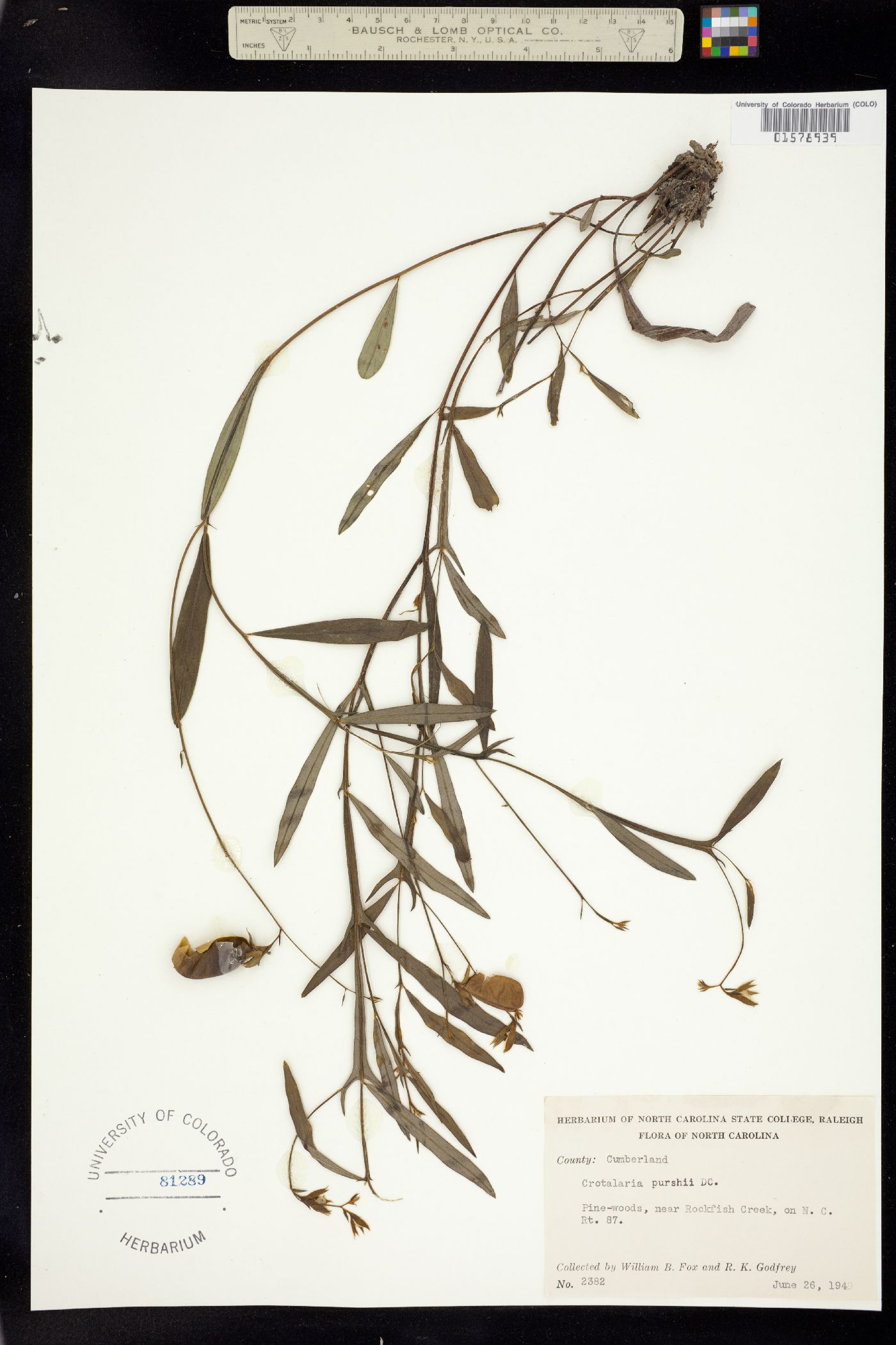 Crotalaria purshii image