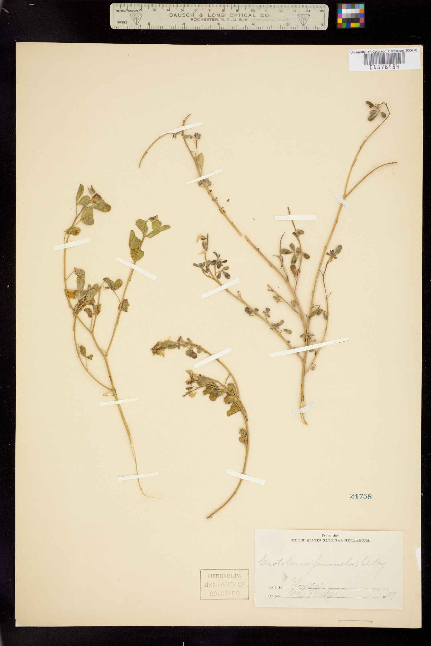 Crotalaria pumila image