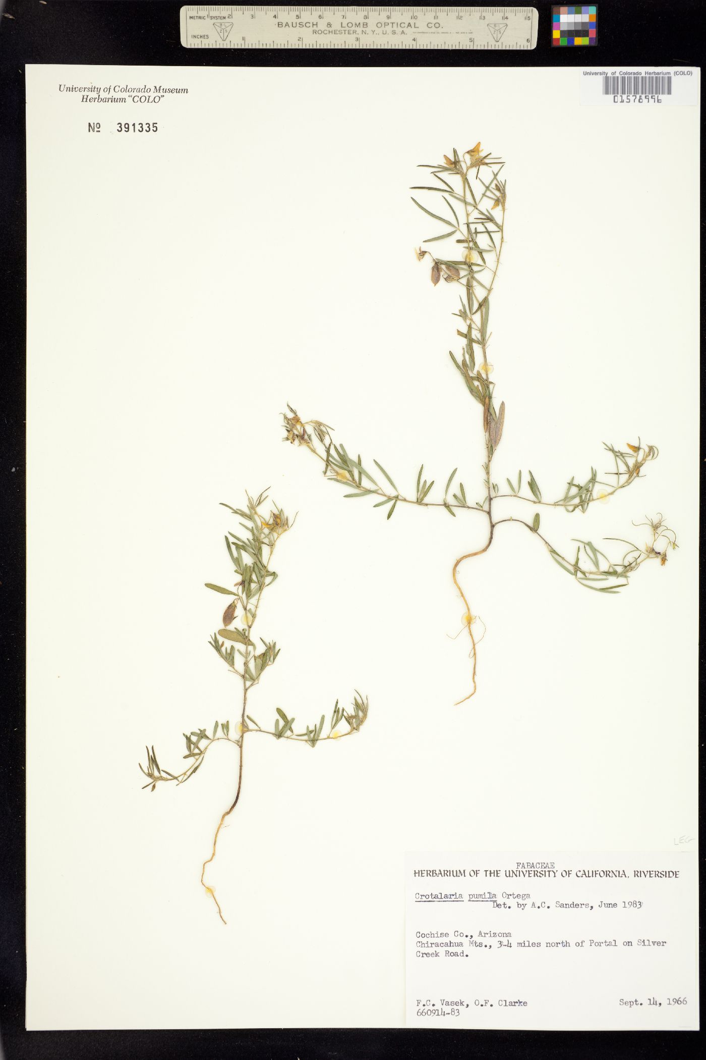 Crotalaria pumila image