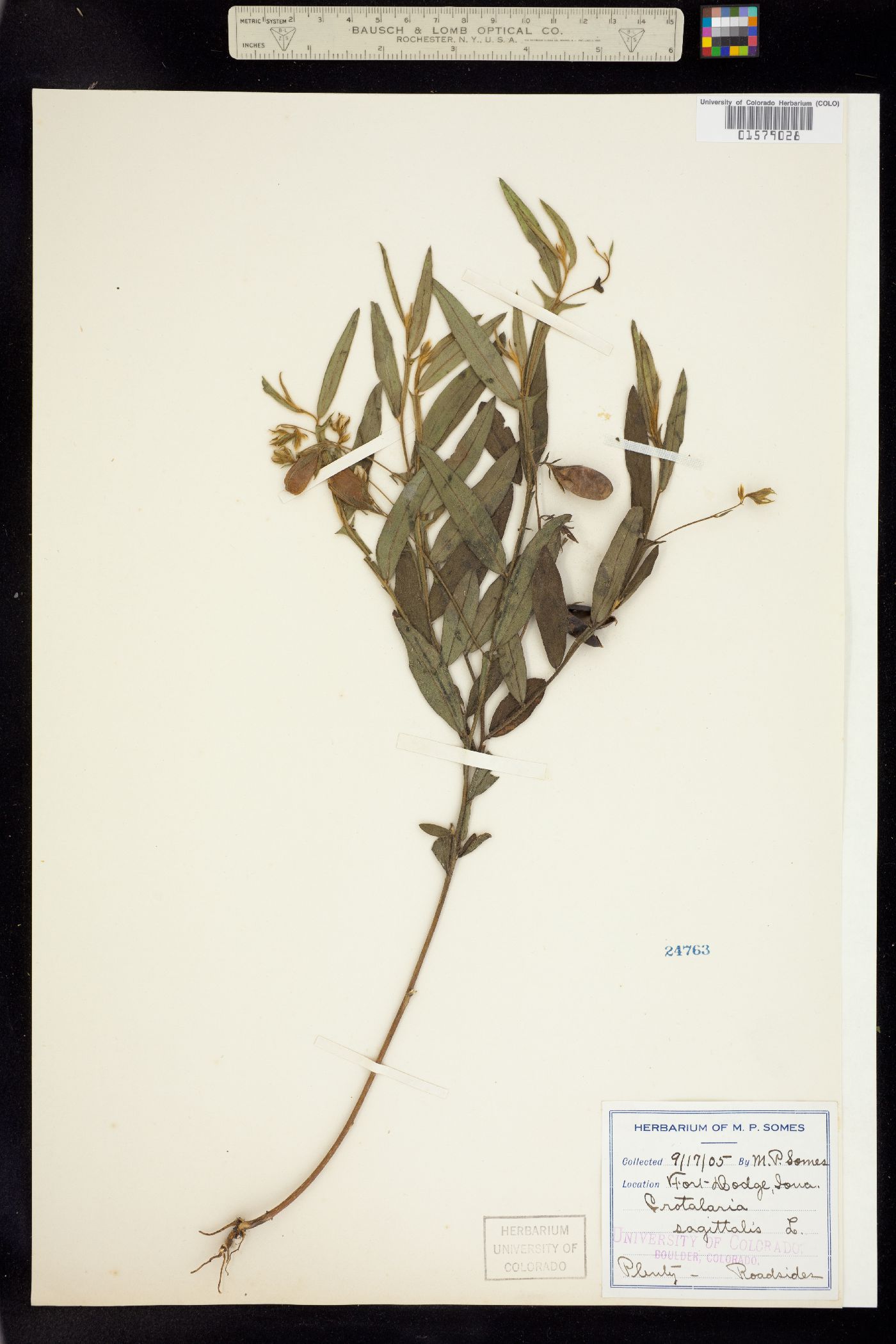 Crotalaria sagittalis image