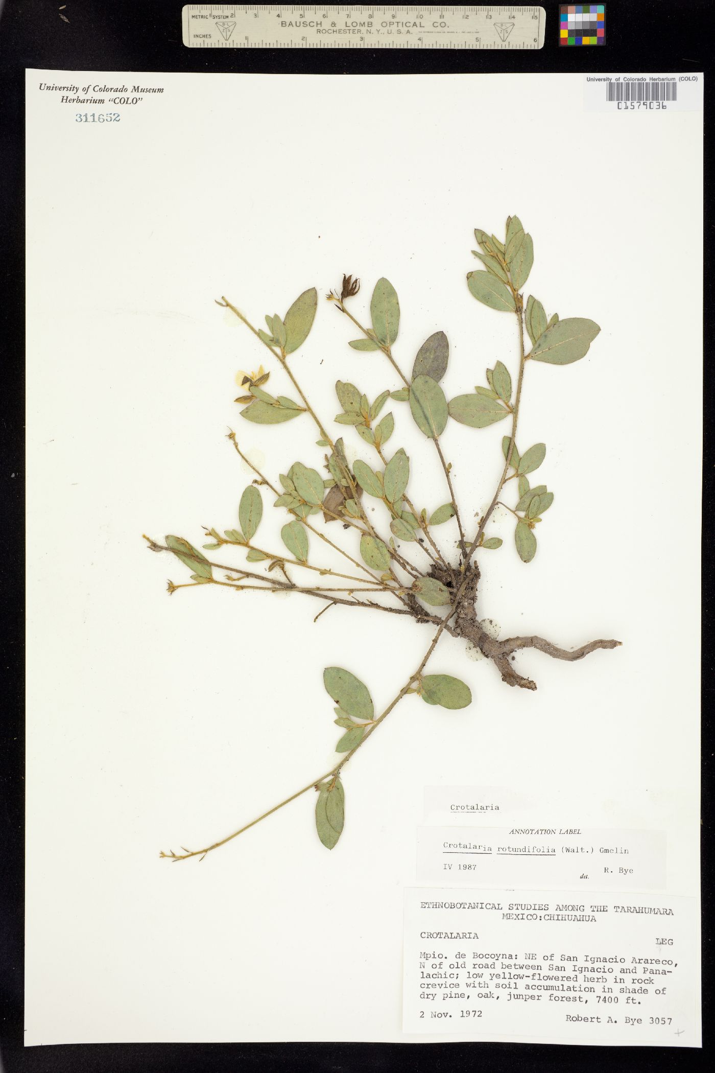 Crotalaria rotundifolia image