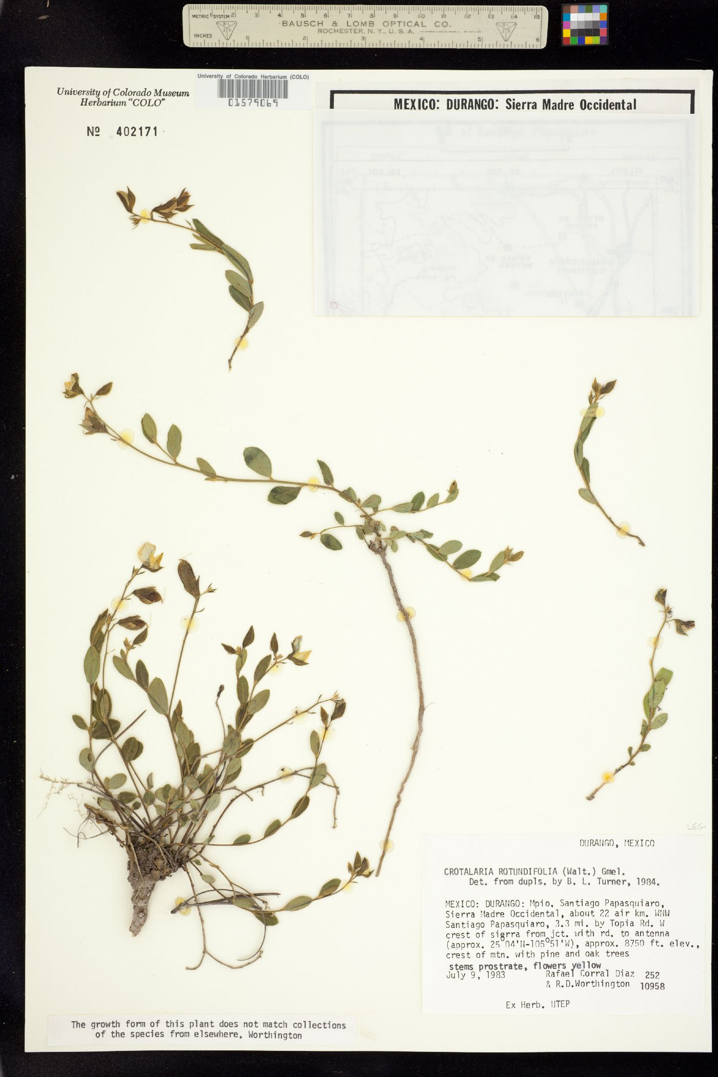 Crotalaria rotundifolia image