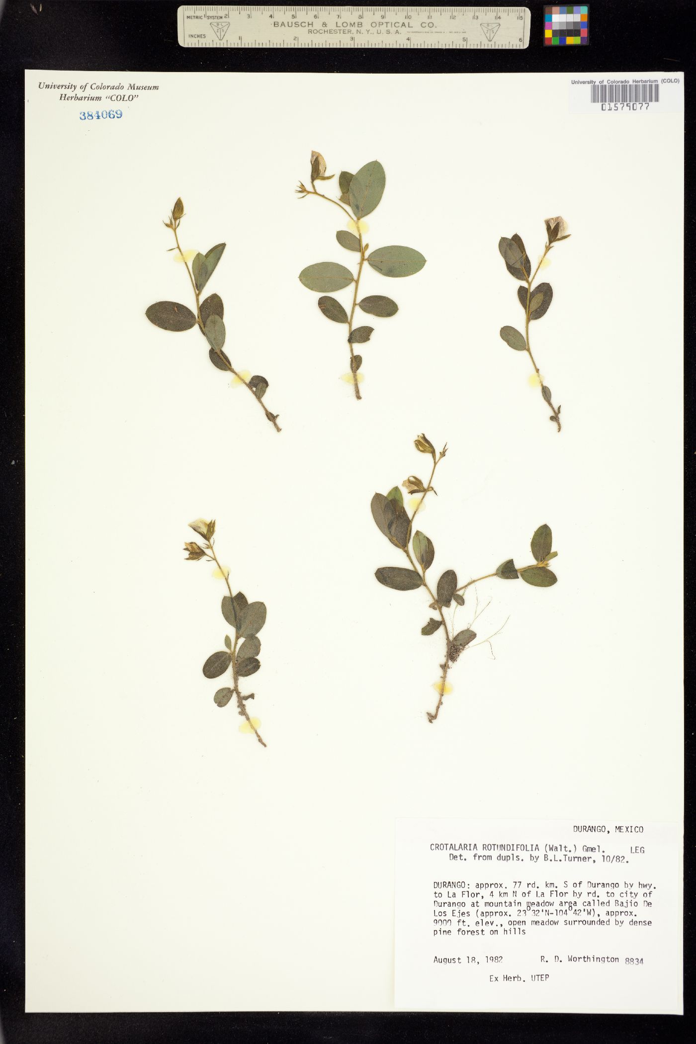 Crotalaria rotundifolia image