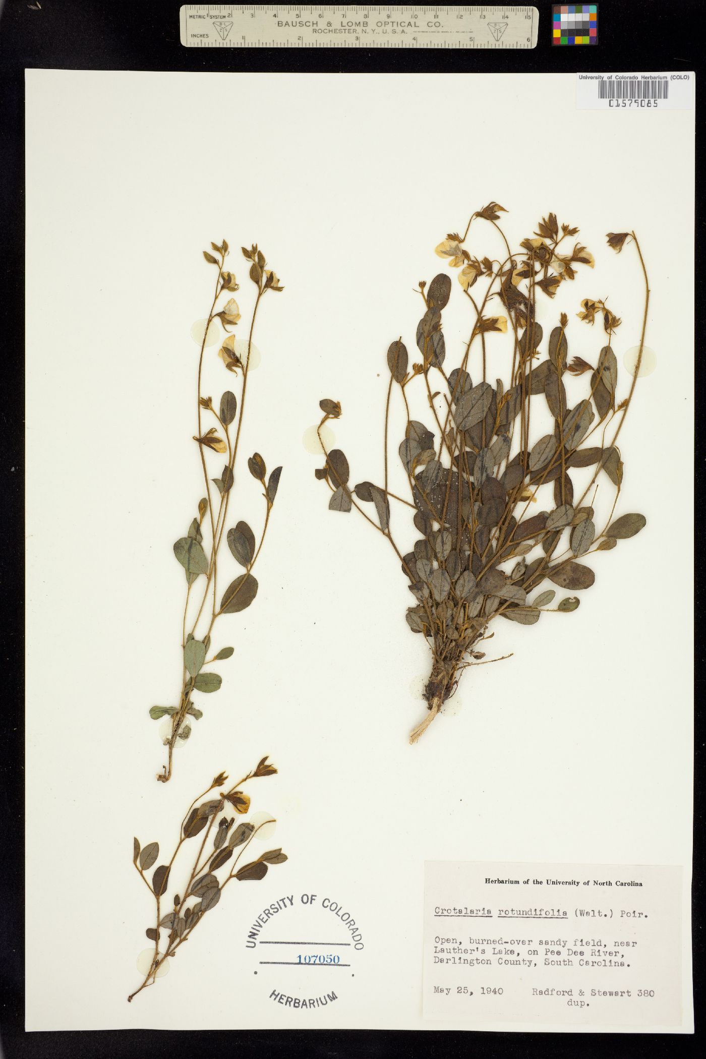 Crotalaria rotundifolia image