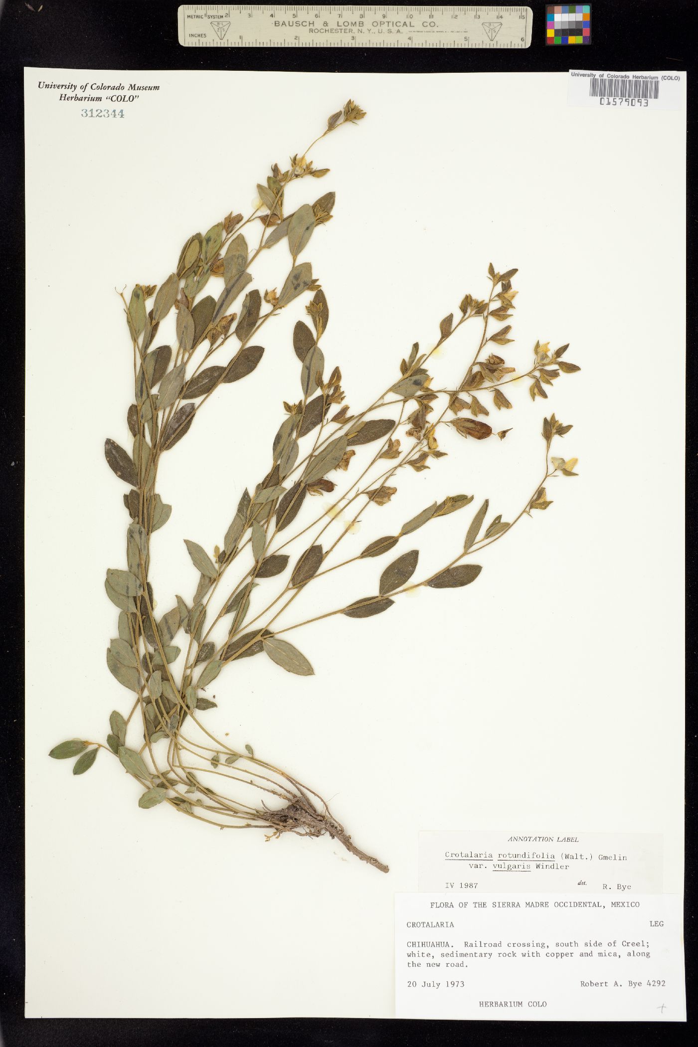 Crotalaria rotundifolia image