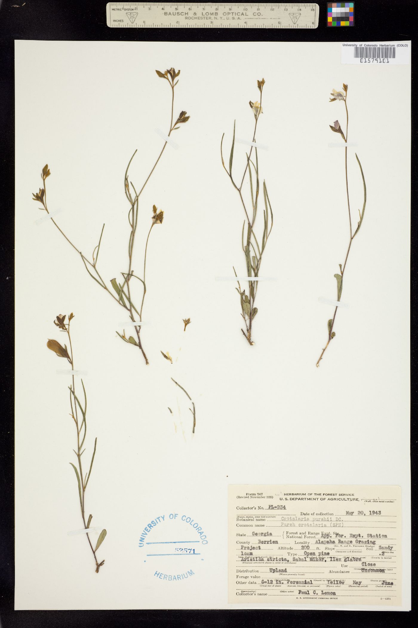 Crotalaria purshii image