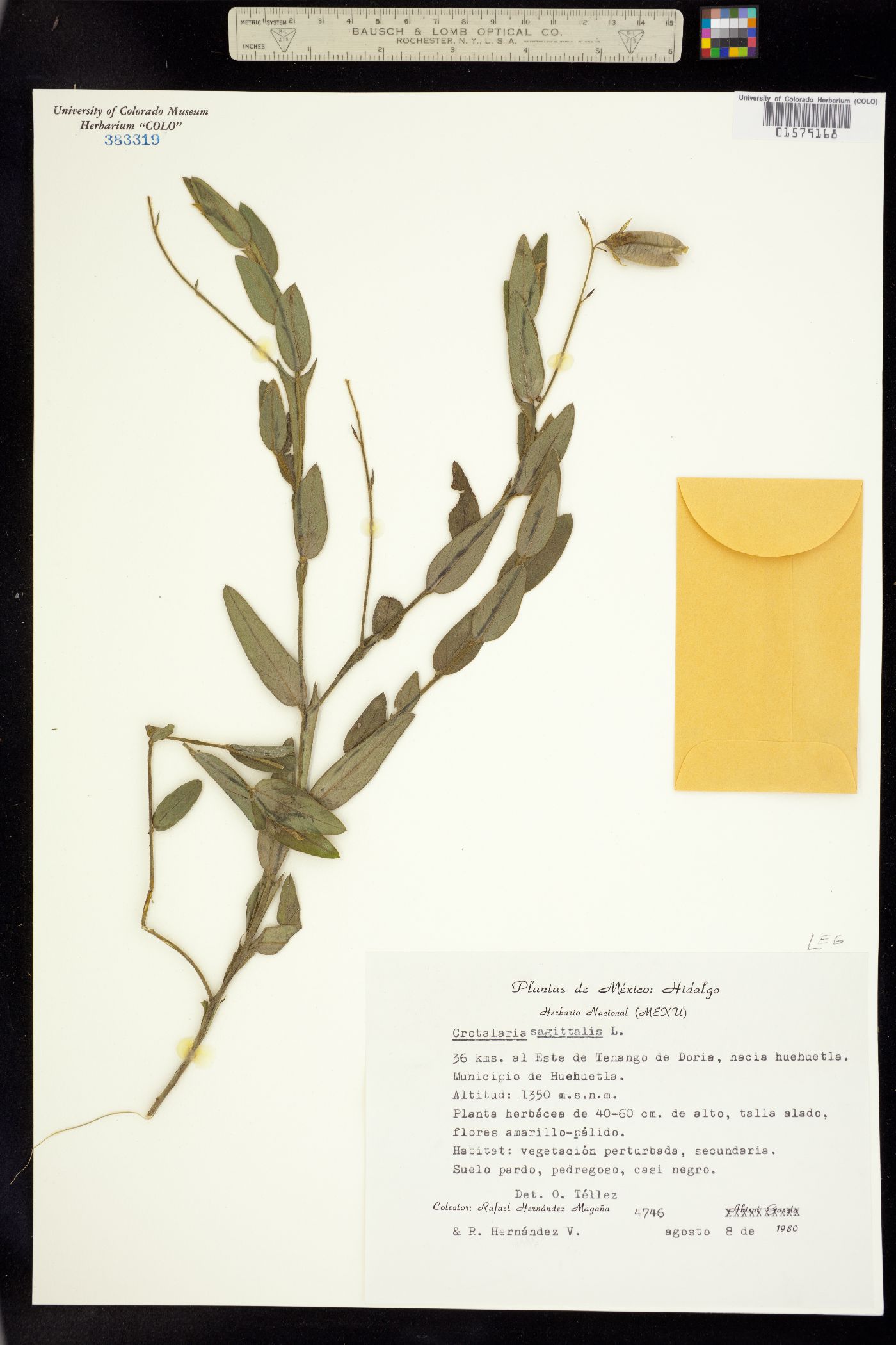 Crotalaria image