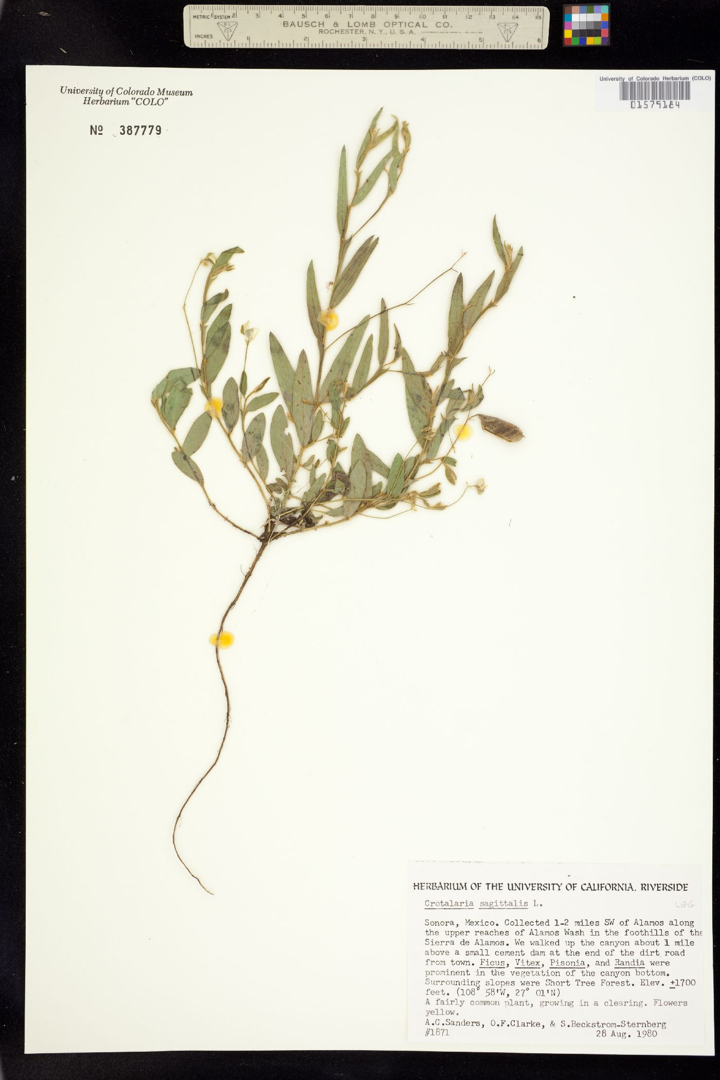 Crotalaria sagittalis image