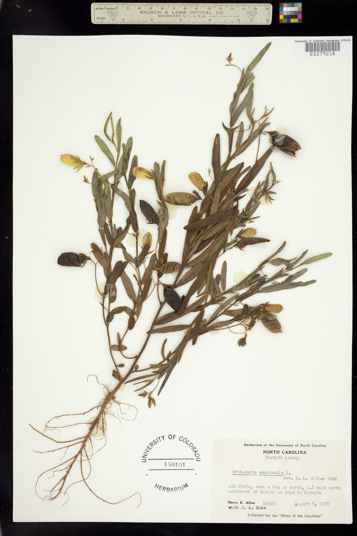 Crotalaria sagittalis image