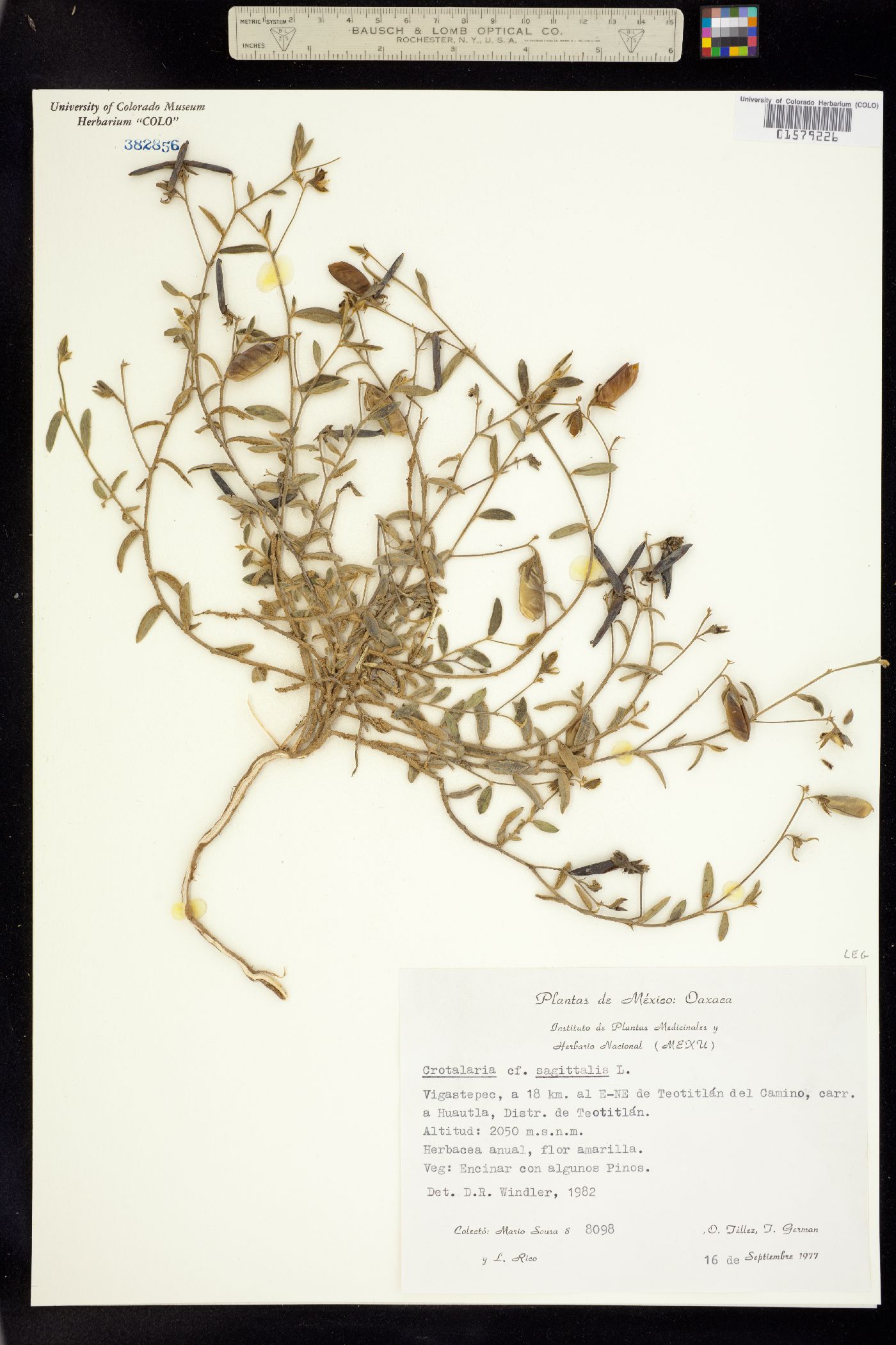 Crotalaria sagittalis image