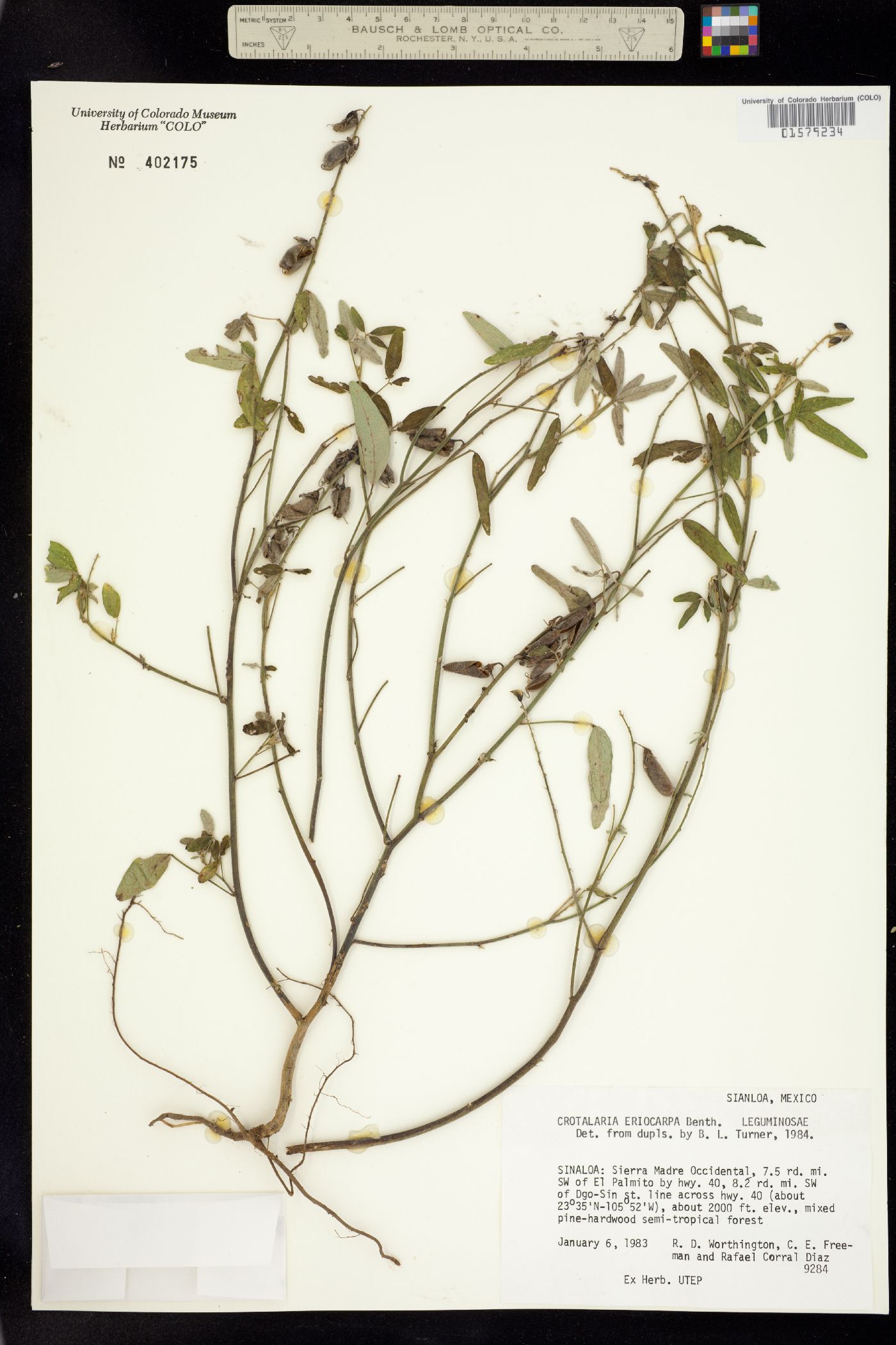 Crotalaria eriocarpa image