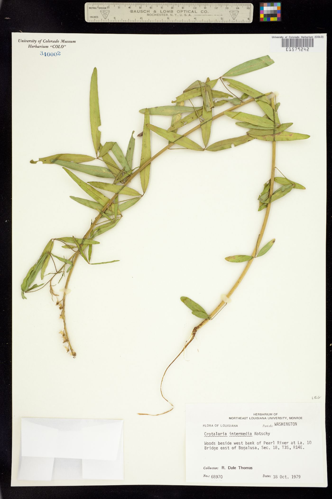 Crotalaria brevidens image