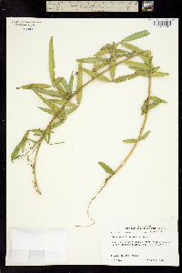 Crotalaria intermedia image
