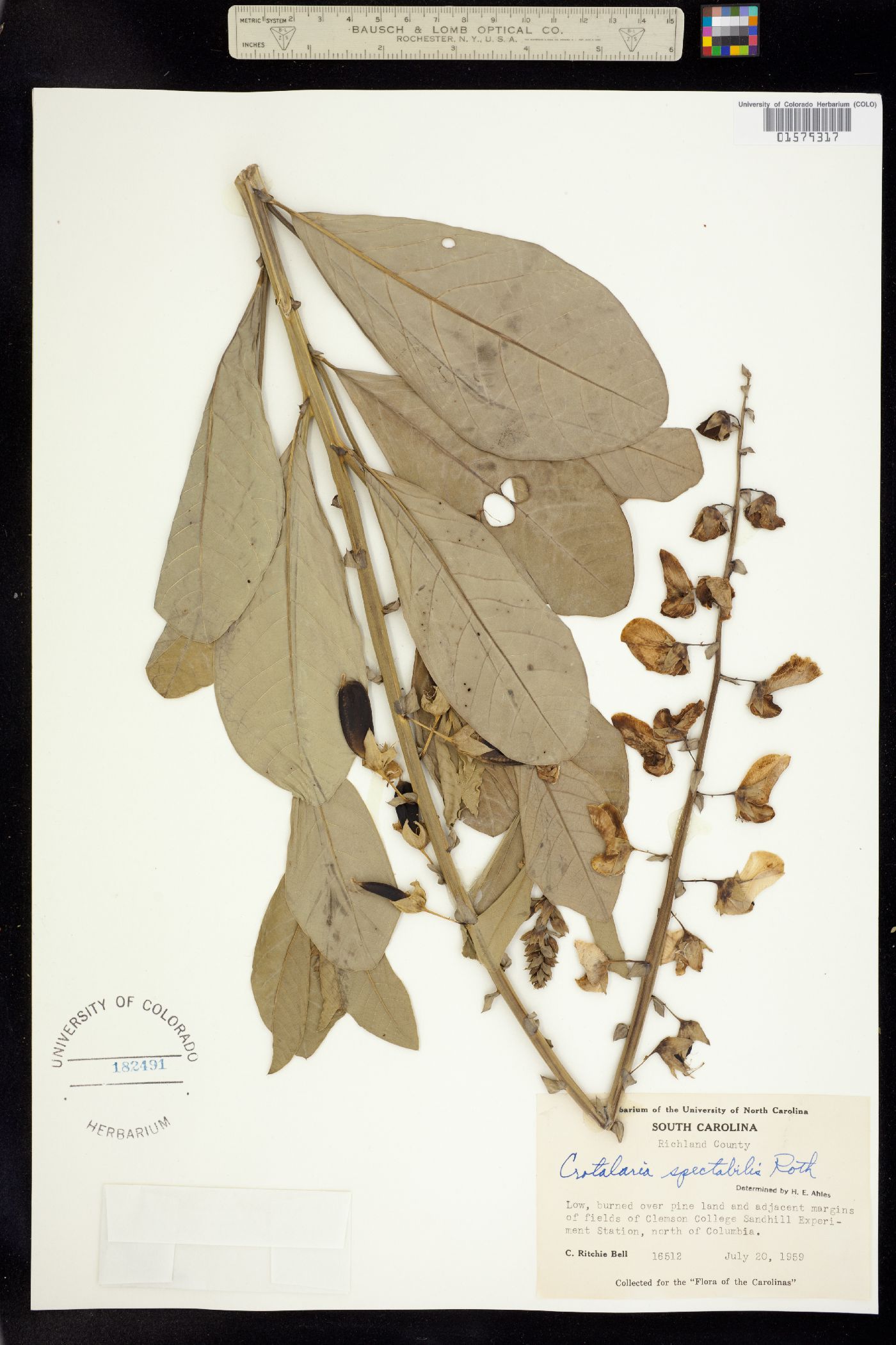 Crotalaria spectabilis image