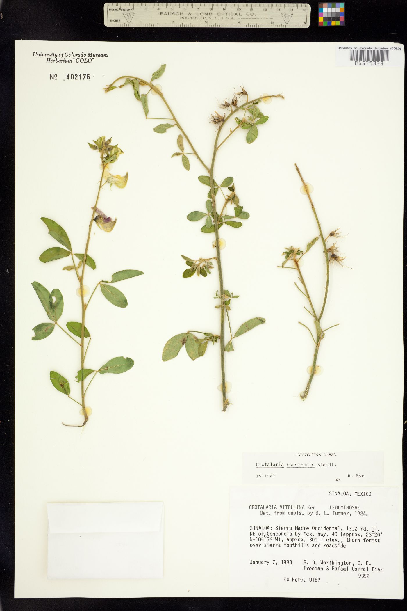 Crotalaria vitellina image